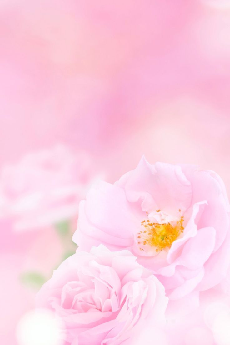 736x1103 Beautiful pink roses on the blurred background
