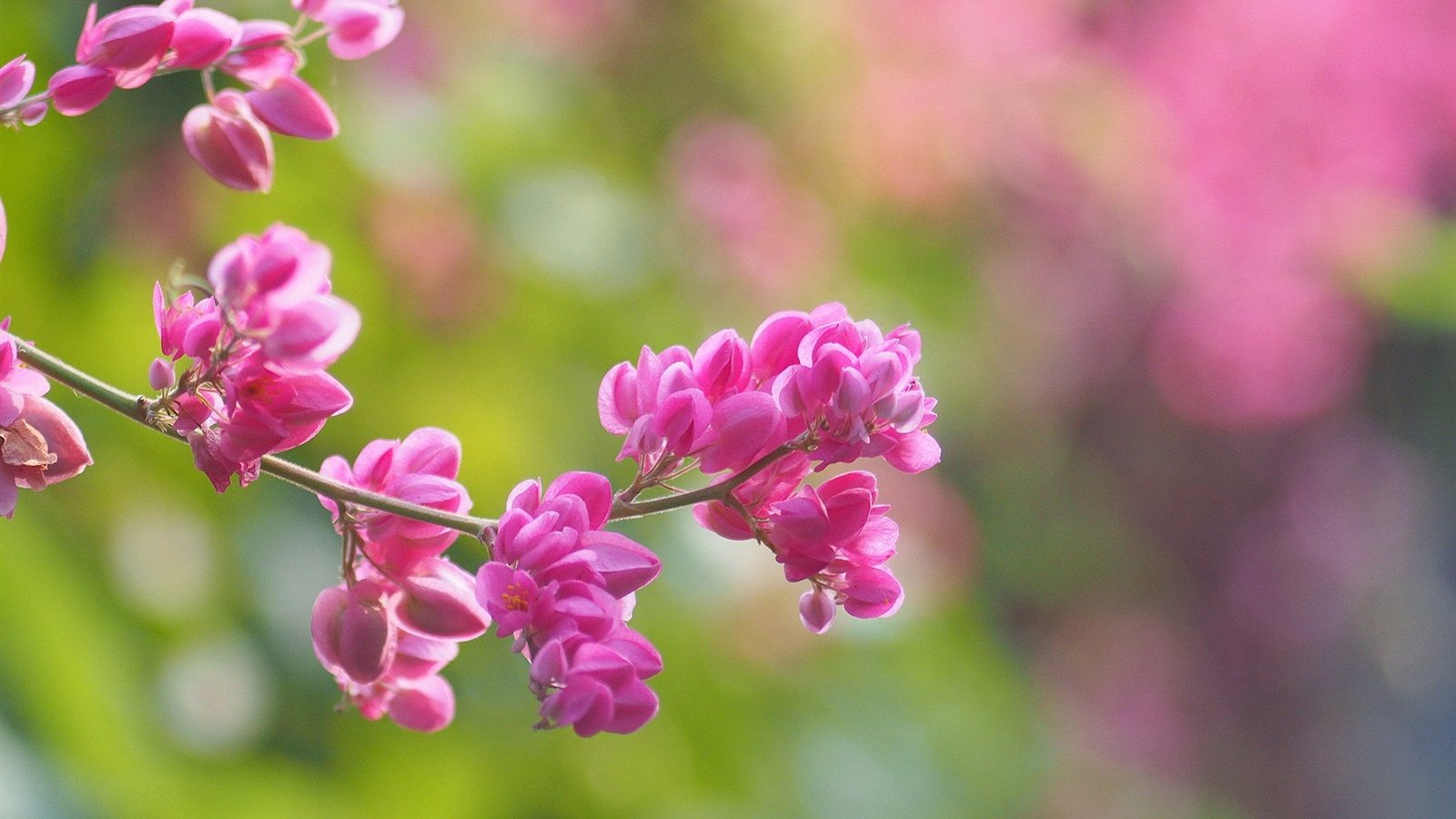 1600x900 Wallpaper Pink flowers, blur background, spring 1920x1200 Picture, Image
