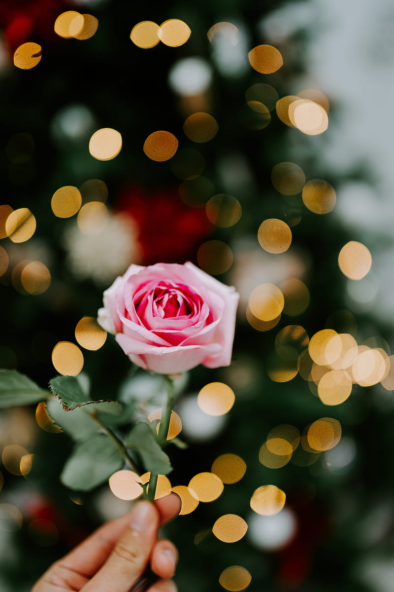 800x1200 Rose, flower, pink, blur, bokeh, glare, HD phone wallpaper
