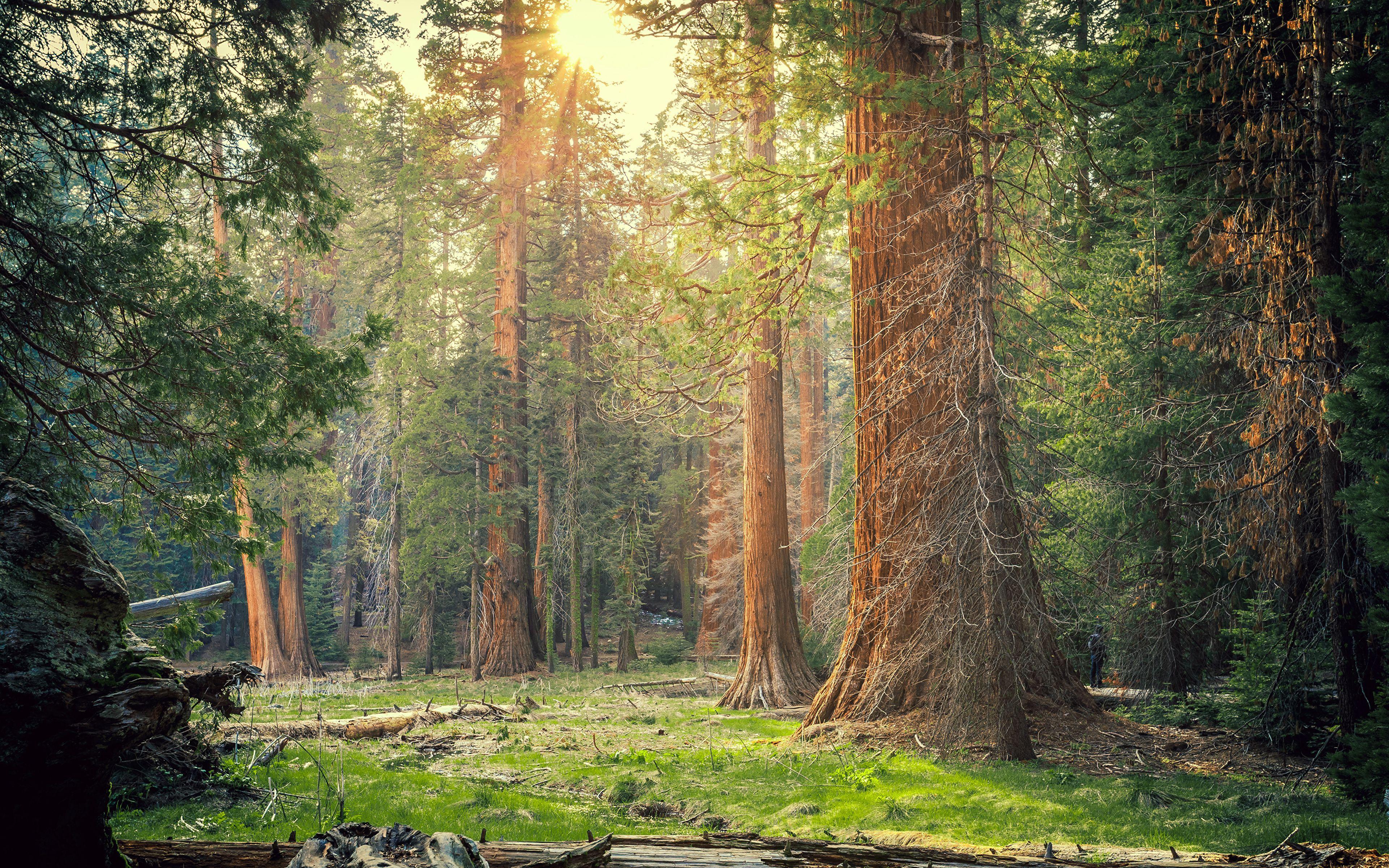 3840x2400 Sequoia National Park Wallpaper Wallpaper Superior Sequoia National Park Wallpaper Background