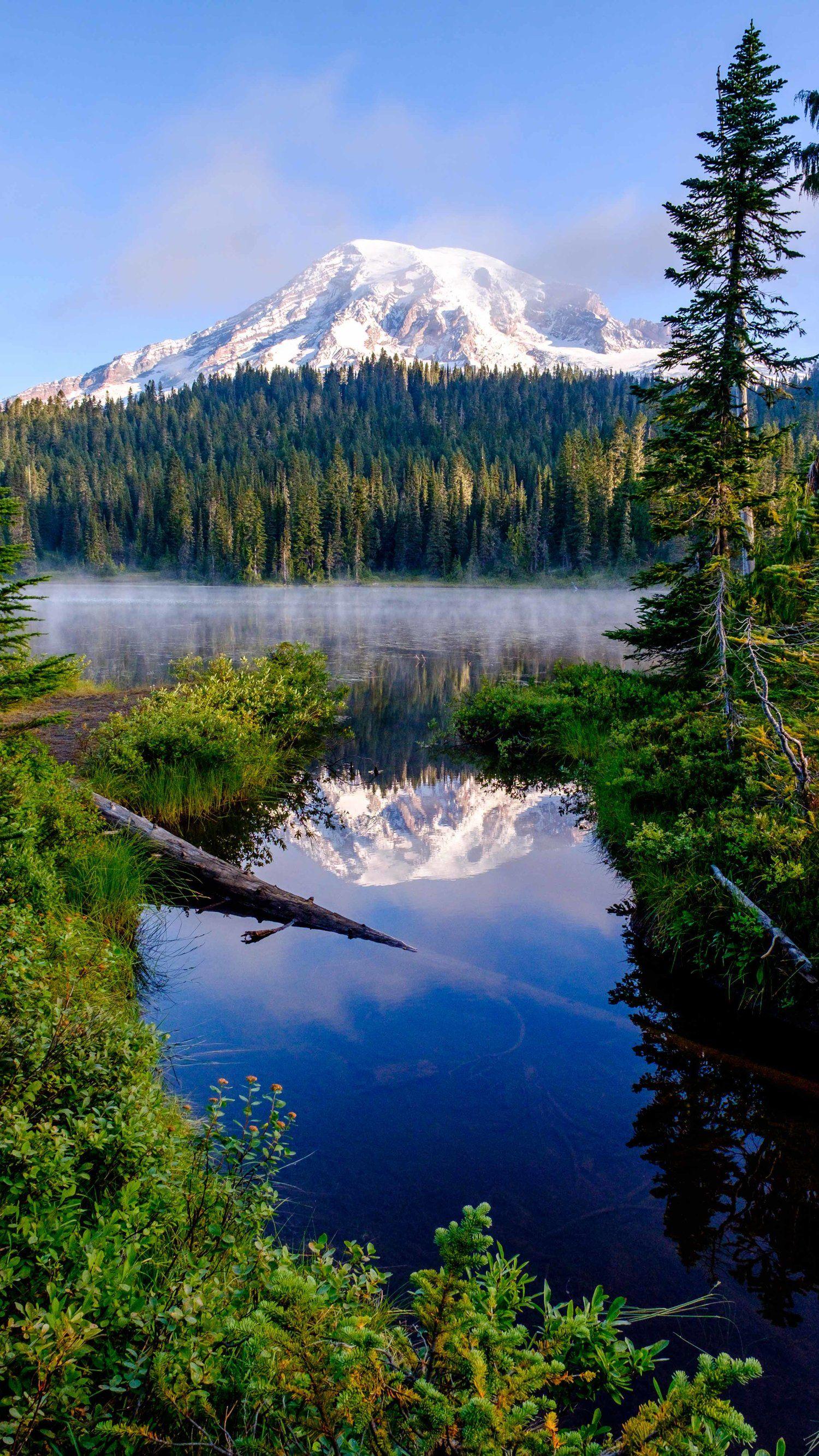 1500x2667 Mount Rainier National Park Mobile Phone Wallpaper