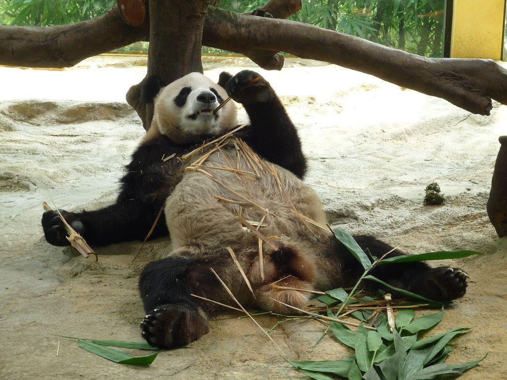 Lazy Panda Wallpapers Top Free Lazy Panda Backgrounds WallpaperAccess