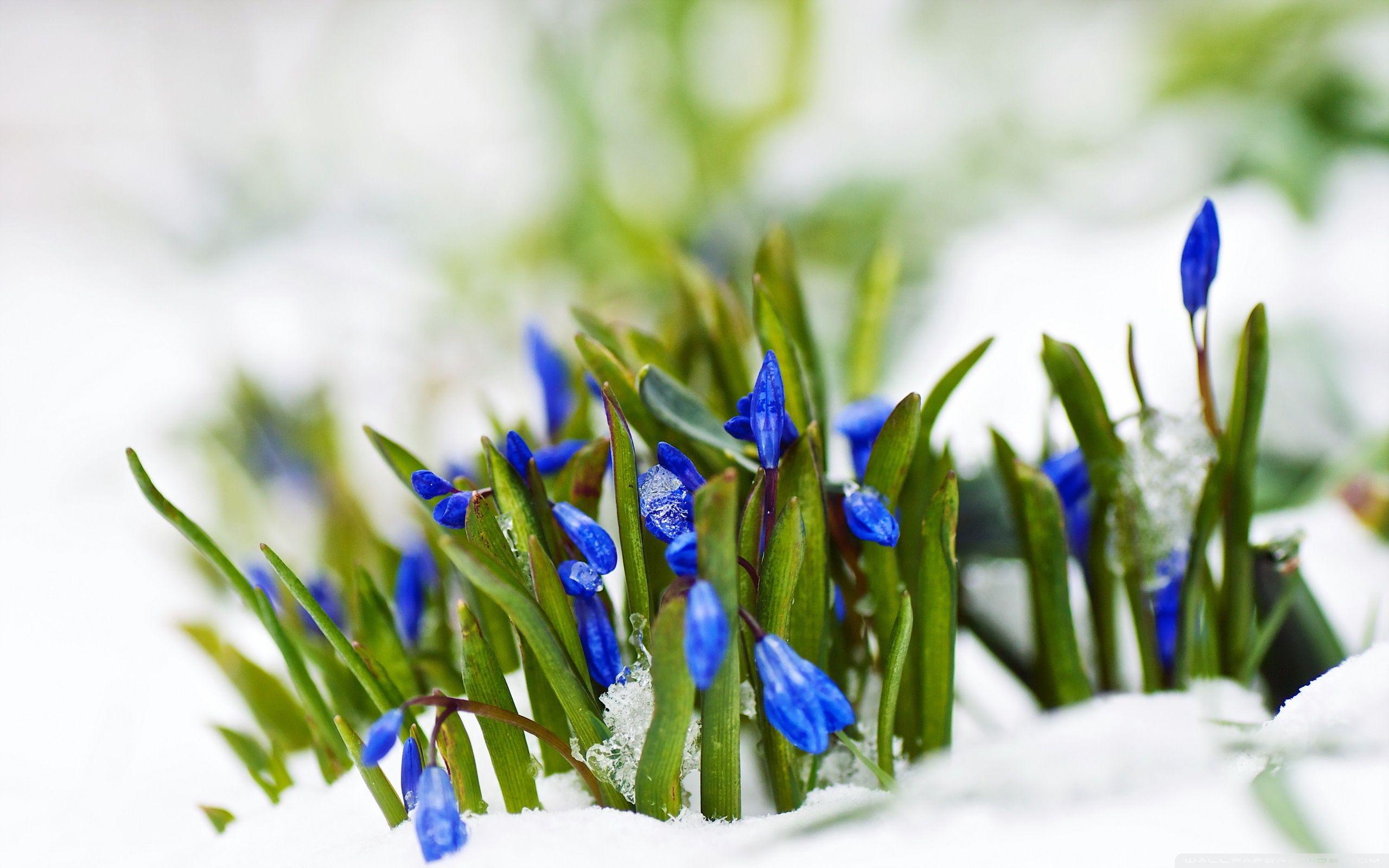 2560x1600 Spring Blue Flowers In Snow Macro ❤ Hình nền máy tính để bàn HD 4K cho 4K