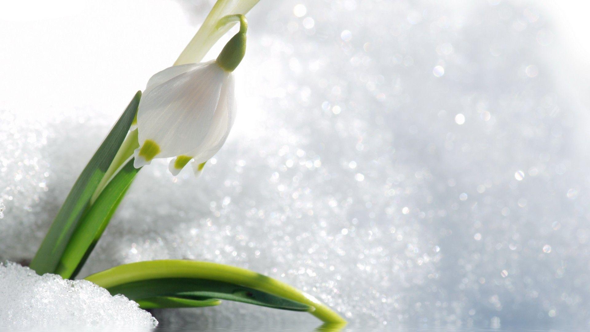 1920x1080 thiên nhiên, tuyết, Hoa, giọt tuyết, hình nền hoa trắng