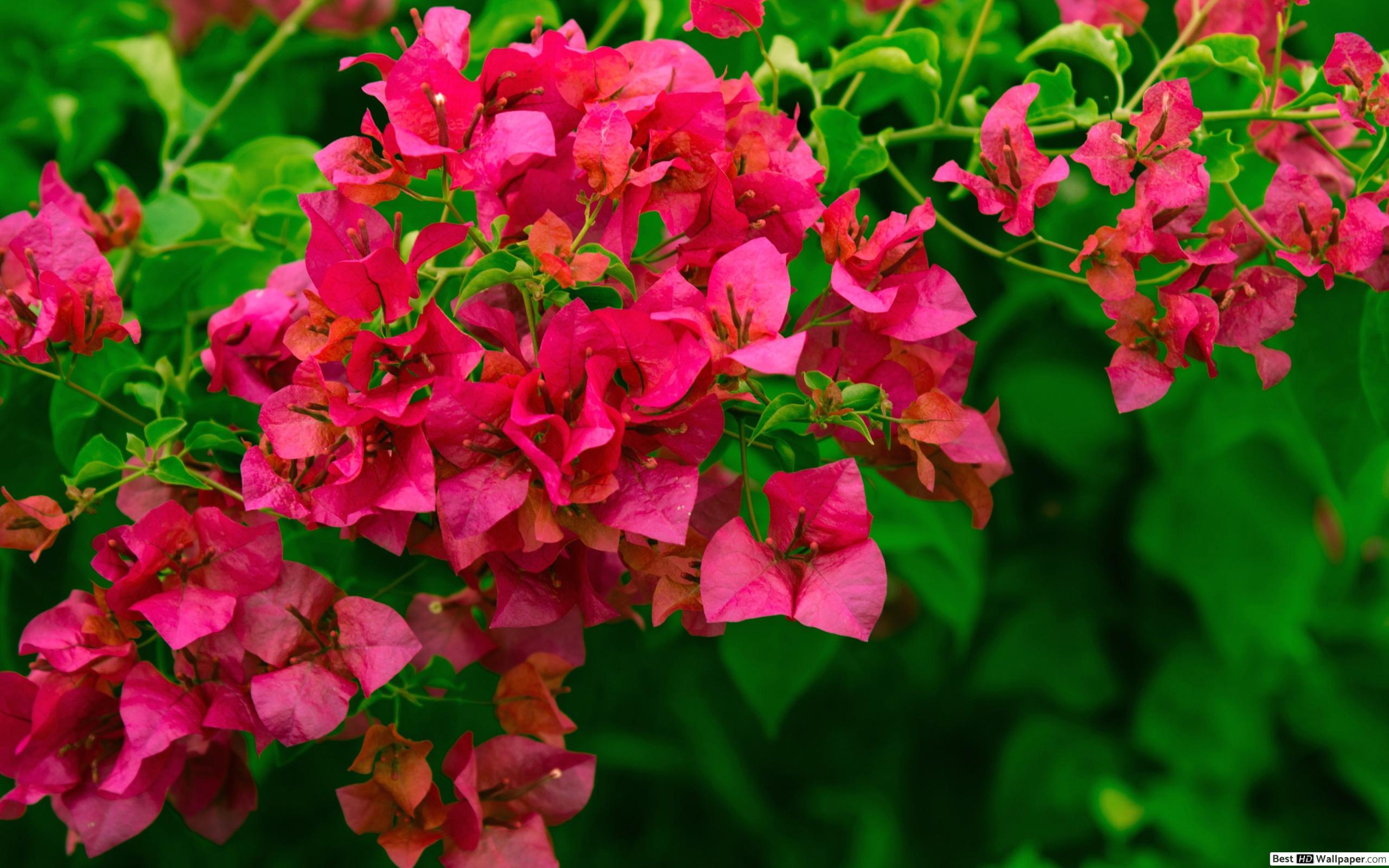 Bougainvellia Wallpapers - Top Free Bougainvellia Backgrounds ...