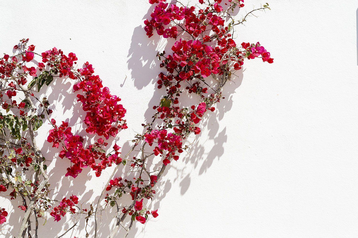 Bougainvellia Wallpapers - Top Free Bougainvellia Backgrounds 