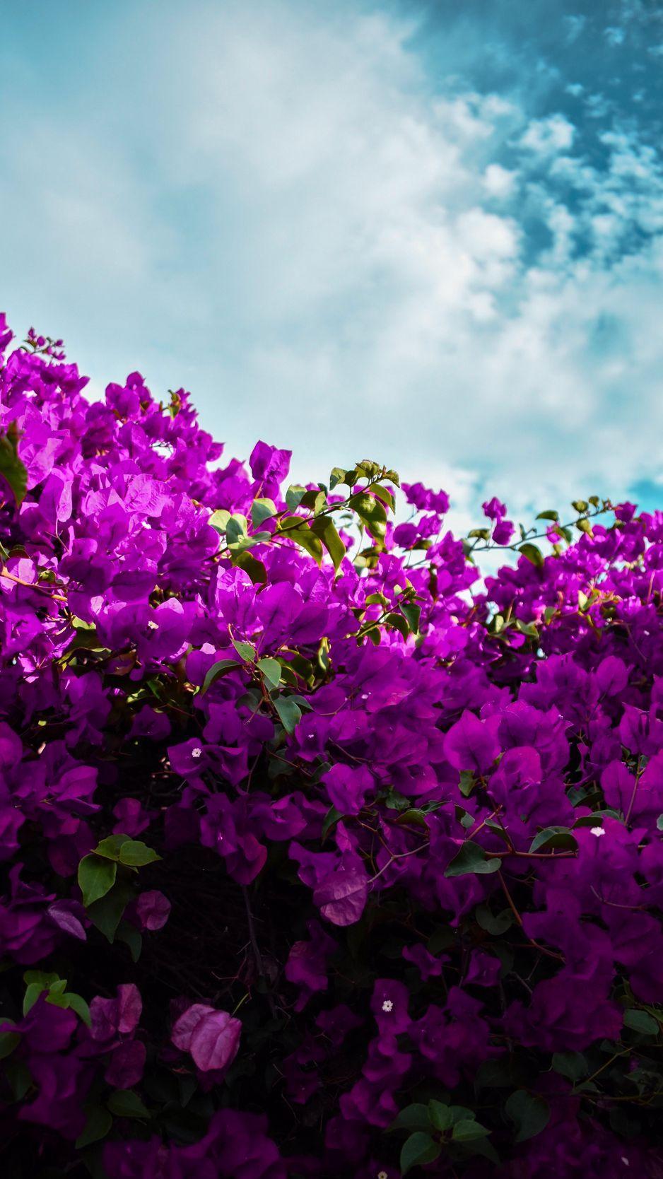 Bougainvellia Wallpapers - Top Free Bougainvellia Backgrounds