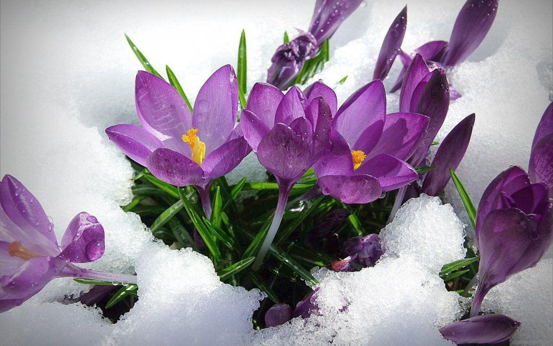 1130x706 Những bông hoa mùa xuân màu tím trong tuyết