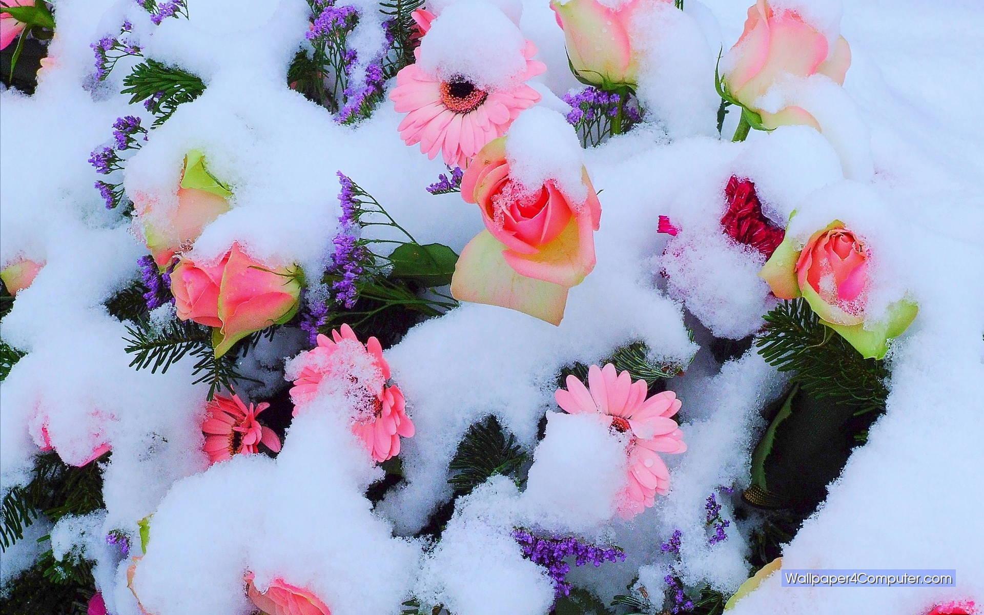 Hình nền 1920x1200 Flowers In Snow.  thiên nhiên và cảnh quan