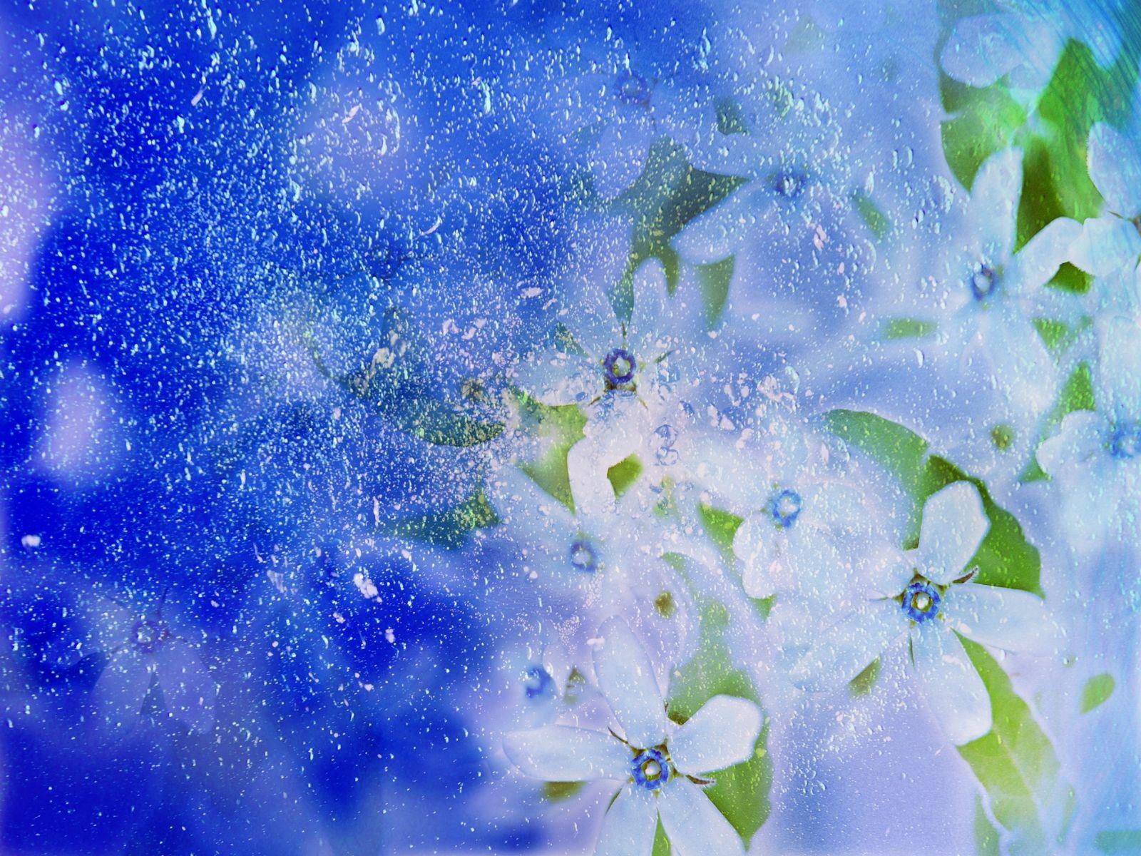 1600x1200 Hoa: Hoa Snow White Winter Flower Wallpaper cho Desktop