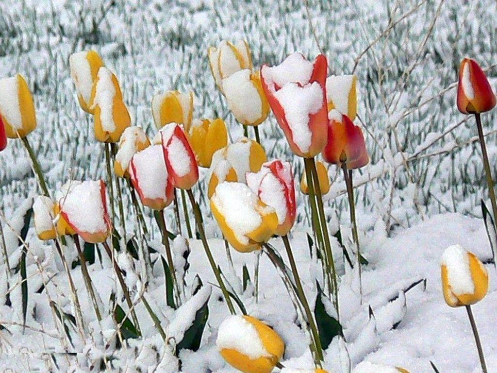 1024x768 Hoa: Hoa tulip băng Hoa nở sương Tuyết Mùa đông Hoa