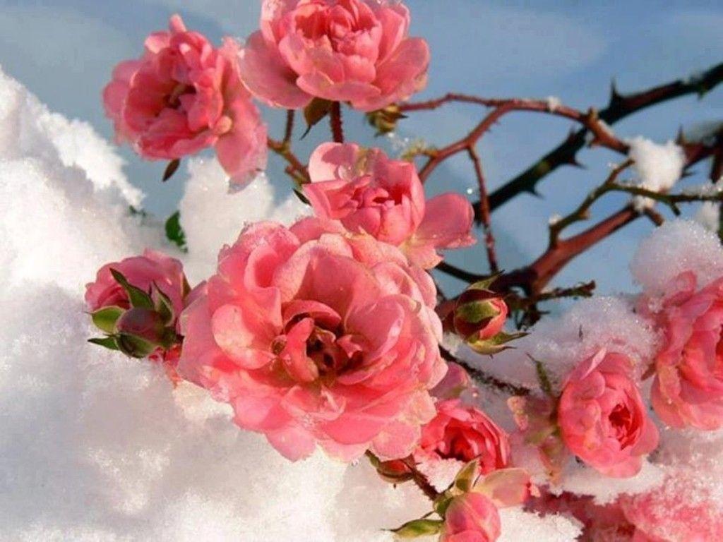 1024x768 Hoa: Hoa mùa đông Hồng Tuyết Sương lạnh Nụ hoa tuyết