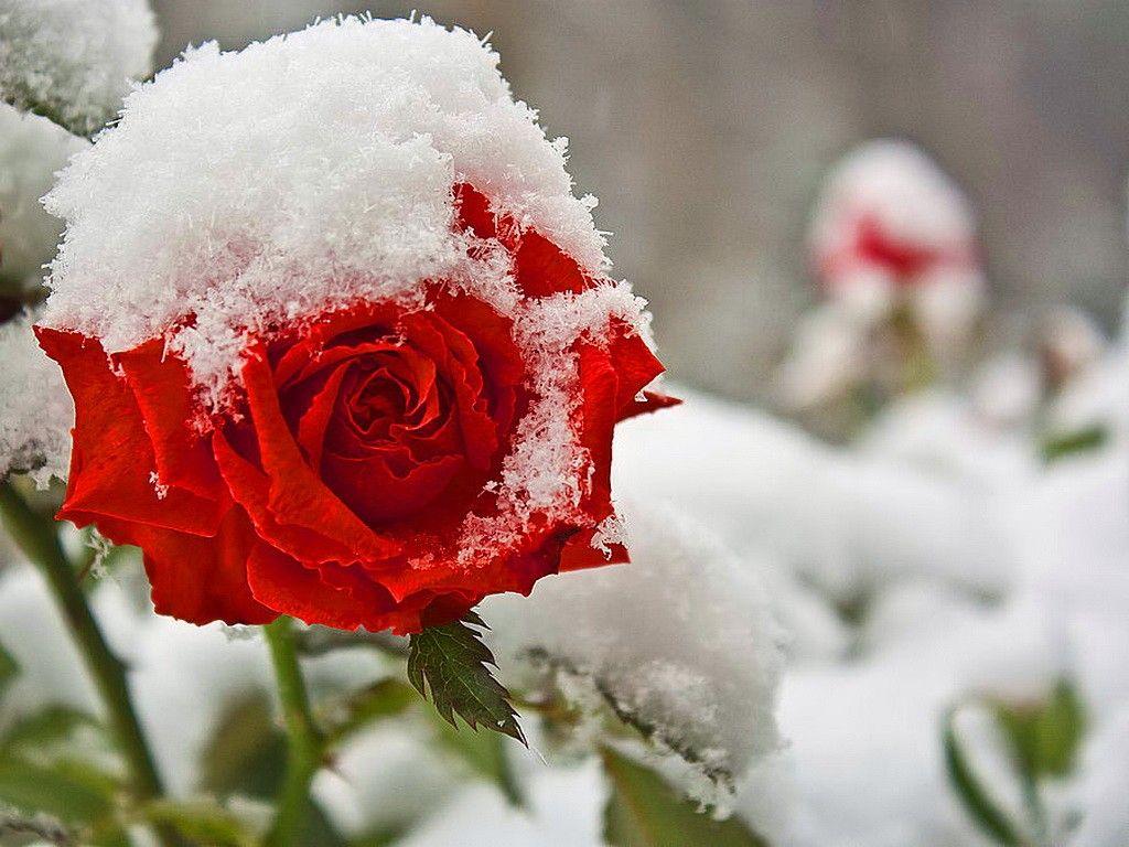 1024x768 Spring Rose Snow Red Flower Early Kenneth Green