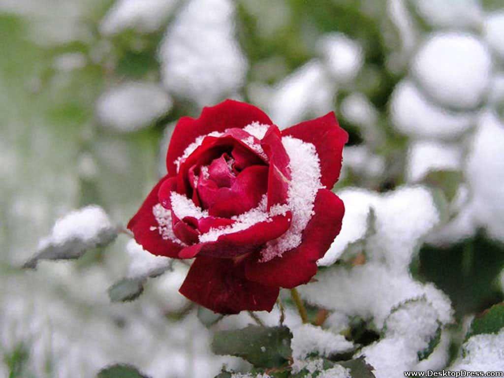 1024x768 Hình nền máy tính để bàn Hoa Nền Hoa hồng đỏ trong tuyết