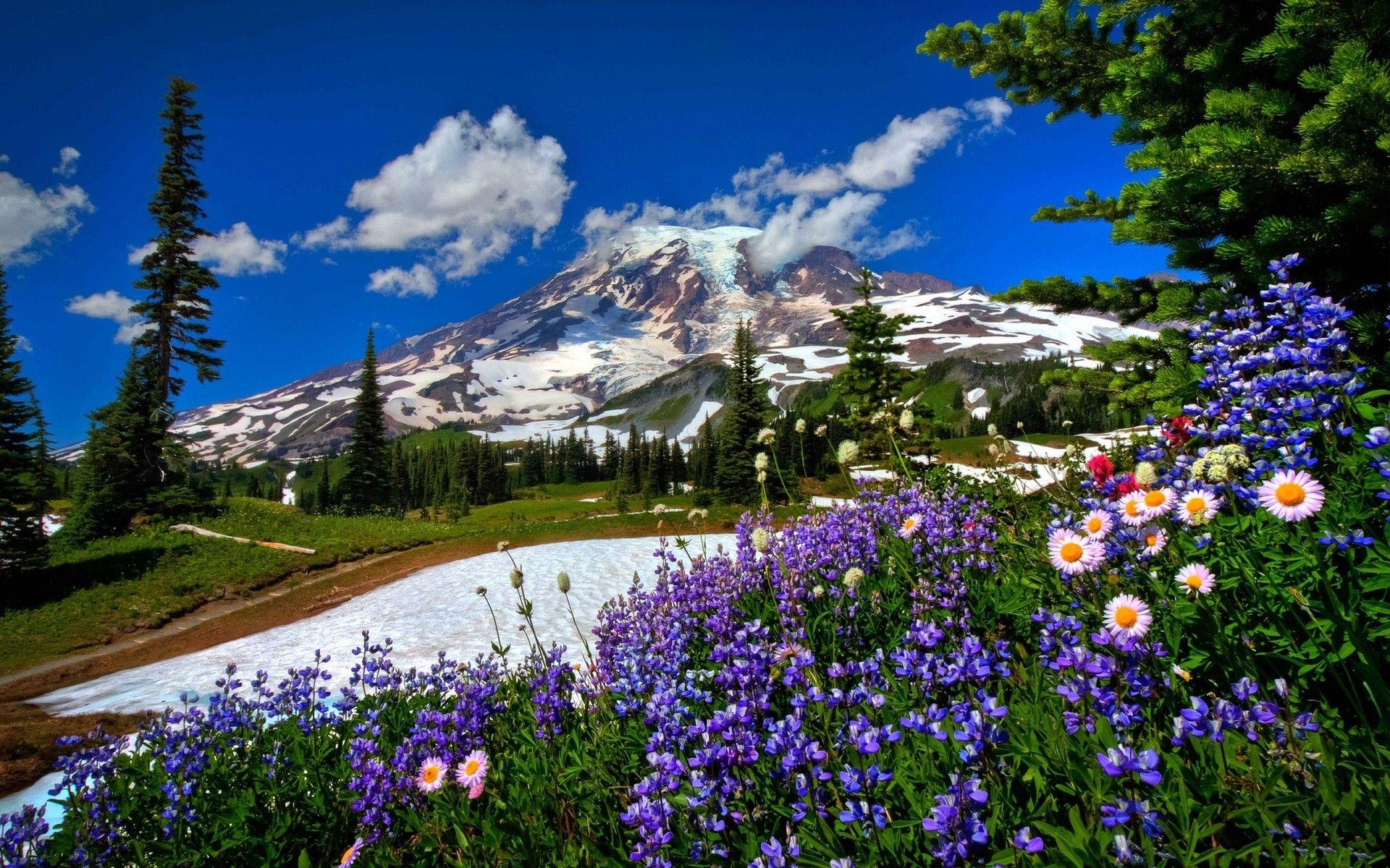 1920x1200 Mountains: Mountains Flowers Snow Wallpaper Of Nature Tải xuống miễn phí