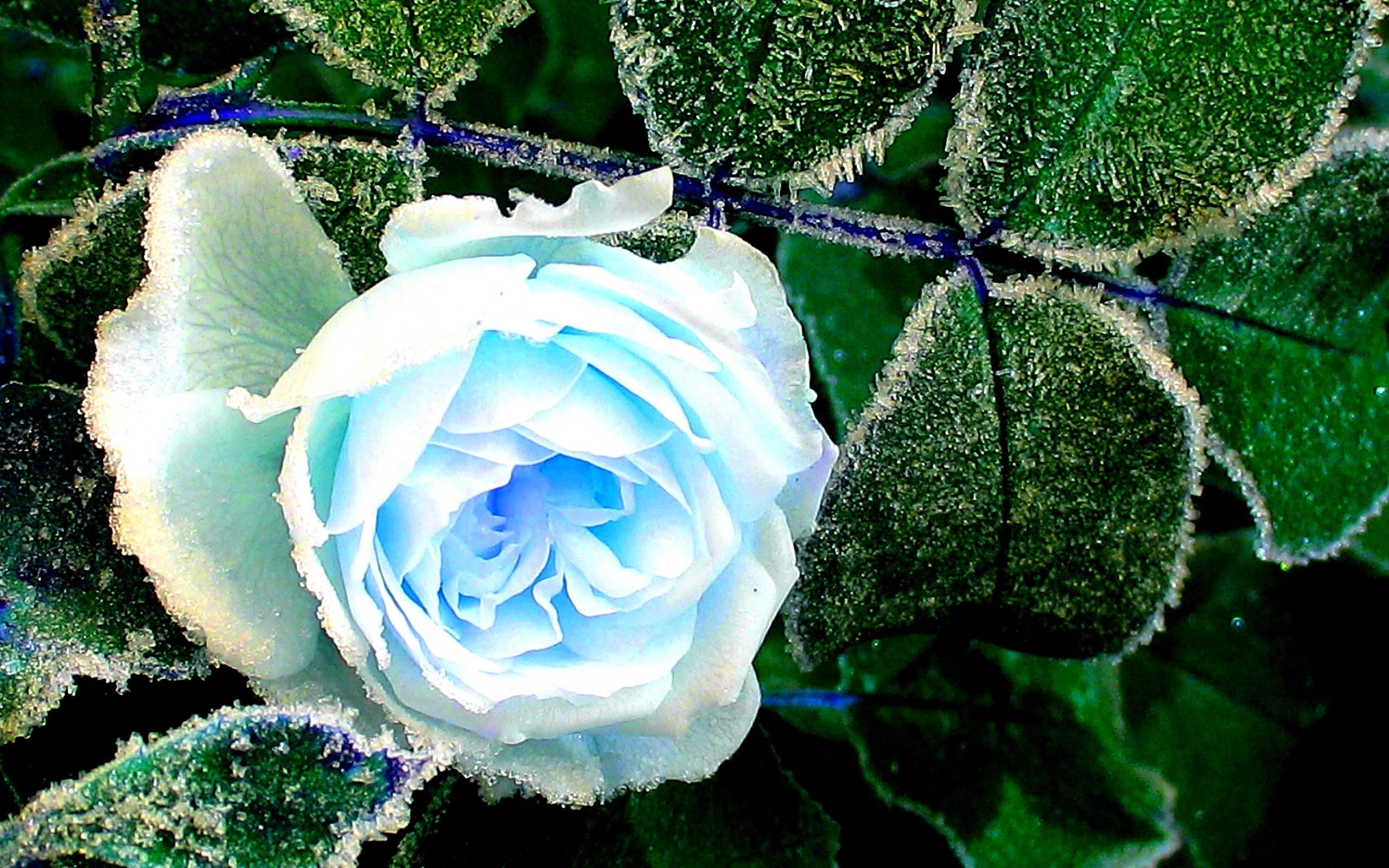 2560x1600 Flowers: Flower Winter Snow Frost Wallpaper cho HD 16: 9 High