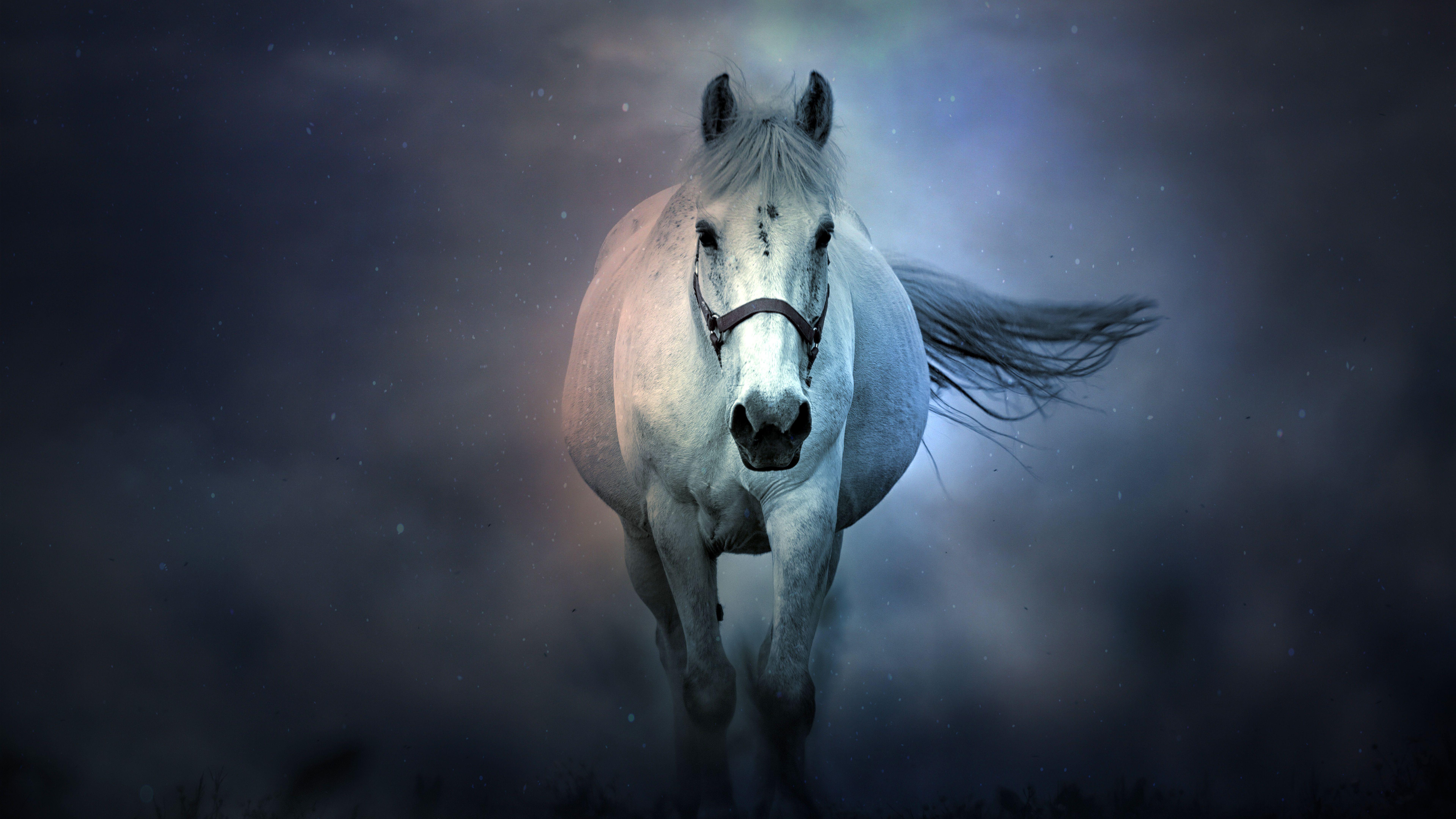 Horses 4k Wallpapers - Top Free Horses 4k Backgrounds - WallpaperAccess