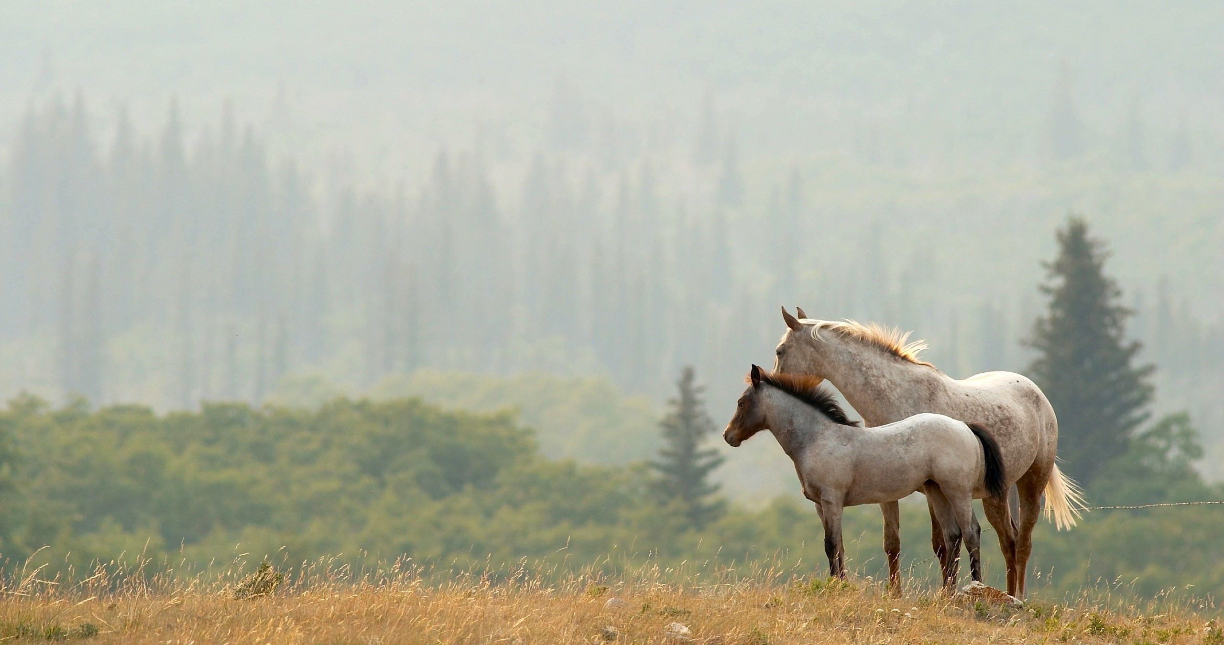 4096x2160 couple horses 4k ultra HD wallpaper High quality walls