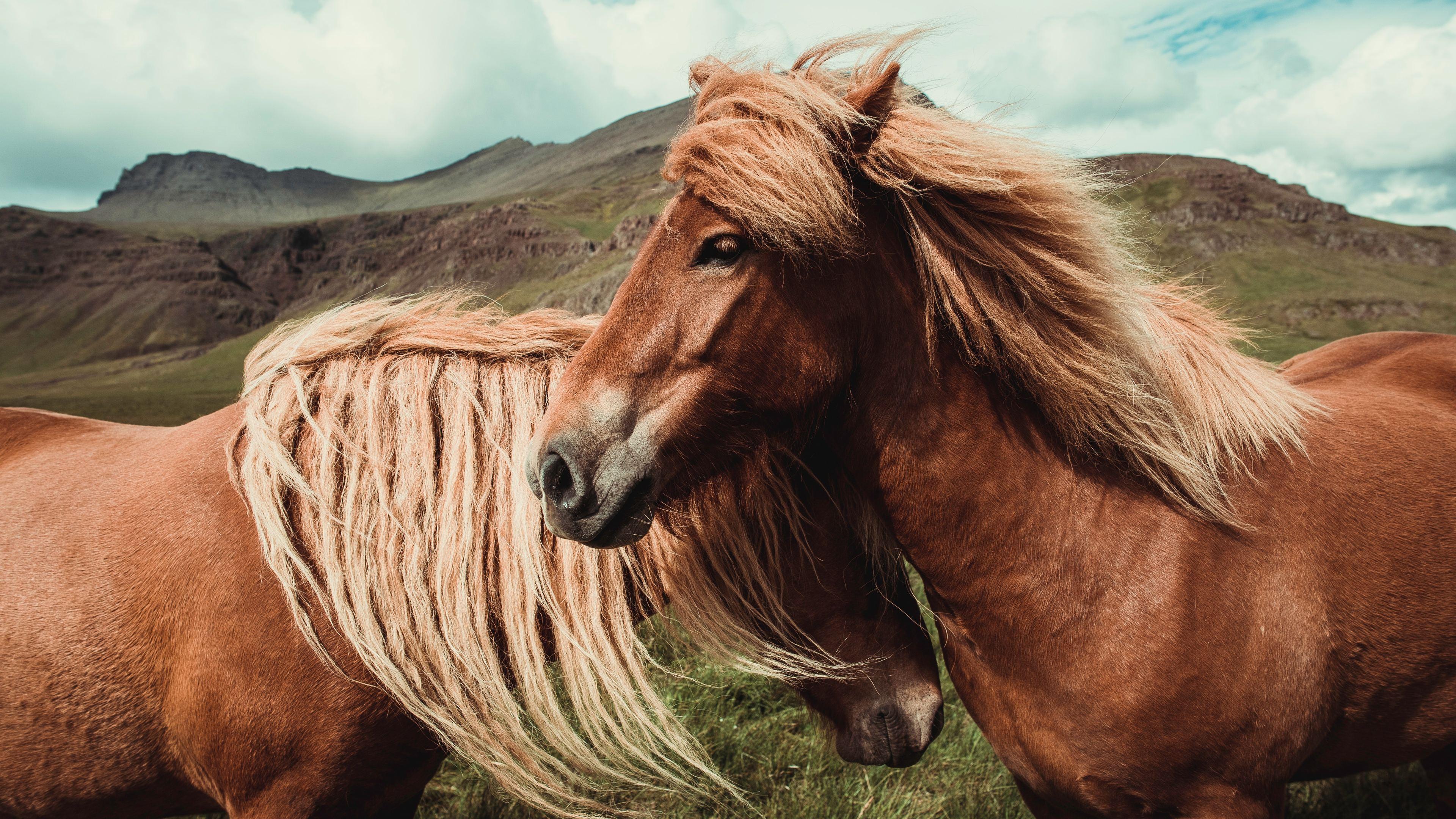 3840x2160 Wallpaper 4k Horses 4k 4k Wallpaper, Animals Wallpaper, Hd Wallpaper, Horse Wallpaper, Horses Wallpaper