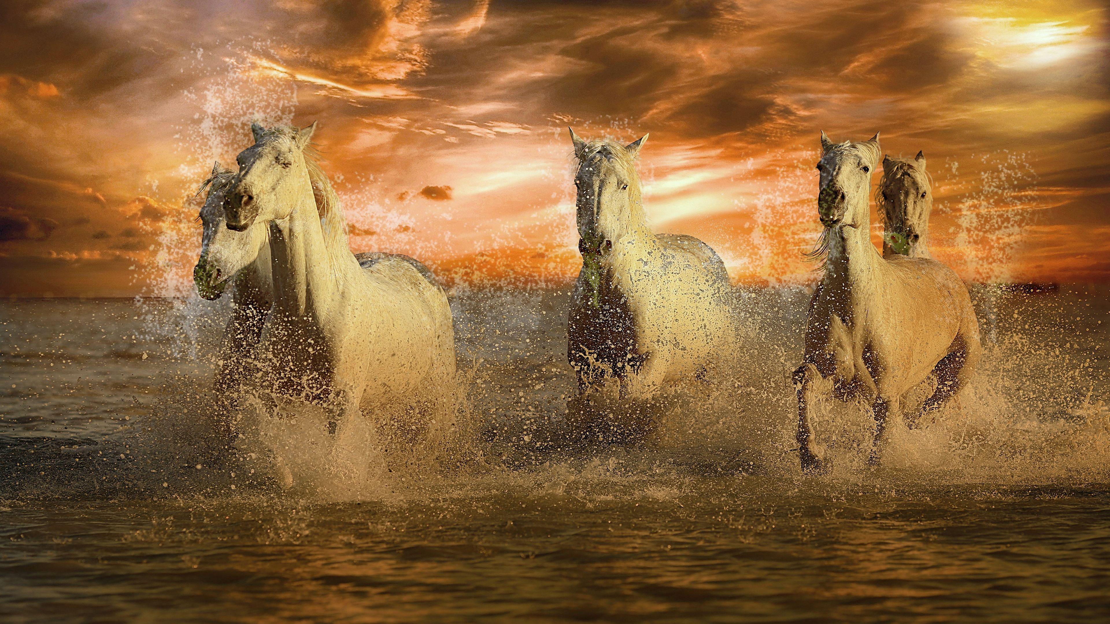 Horses 4k Wallpapers - Top Free Horses 4k Backgrounds - WallpaperAccess