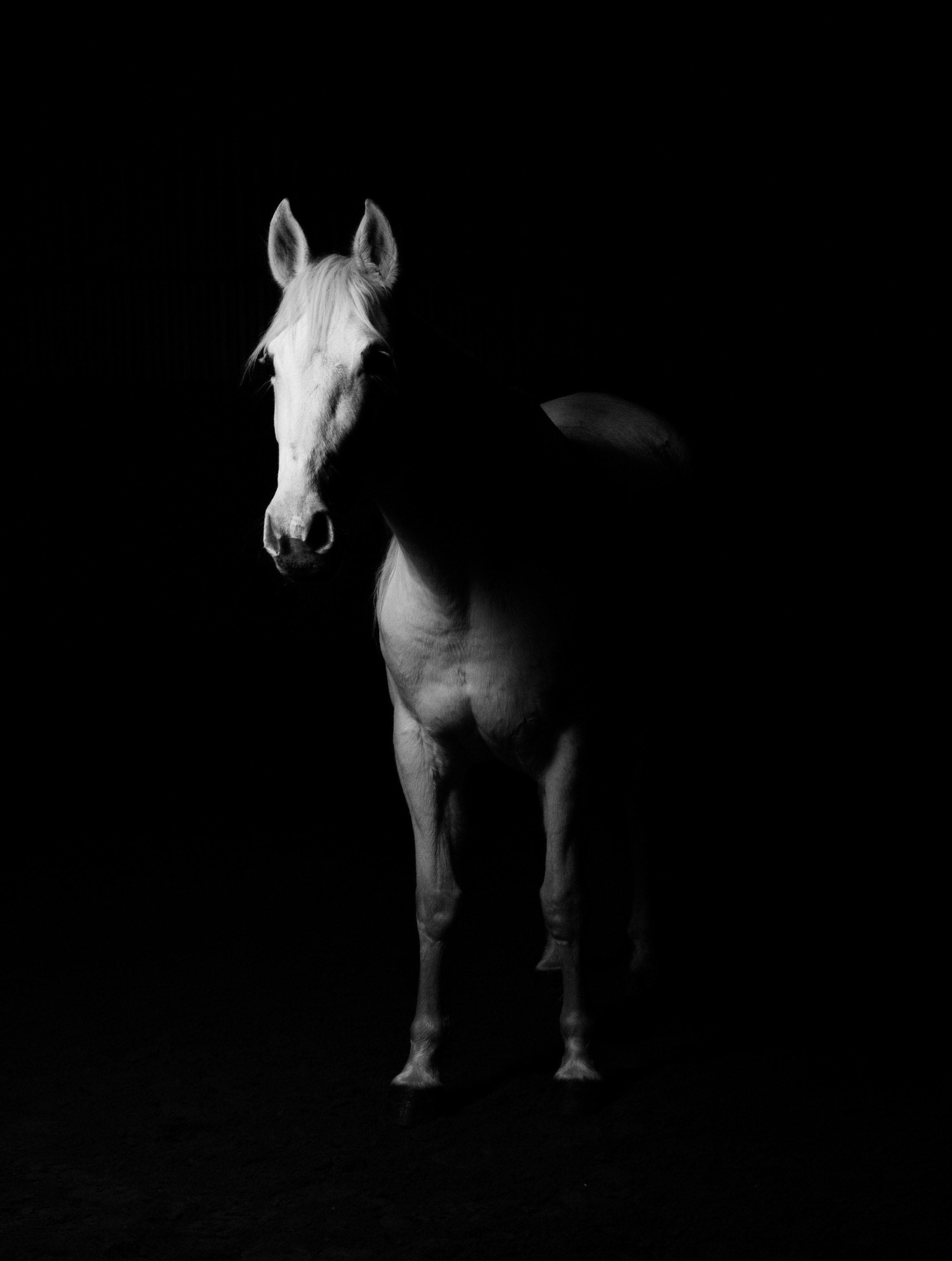 2336x3095 Wallpaper / white horse white horse black background sto ride 4k wallpaper