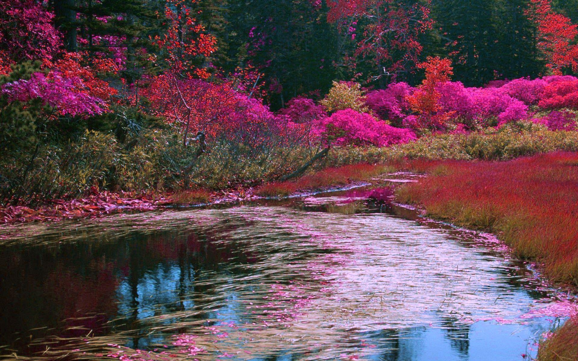 Цветущая земля. Цвет Весеннее озеро. Spring озеро. Spring Lake цвет. Spring Lake Gul.