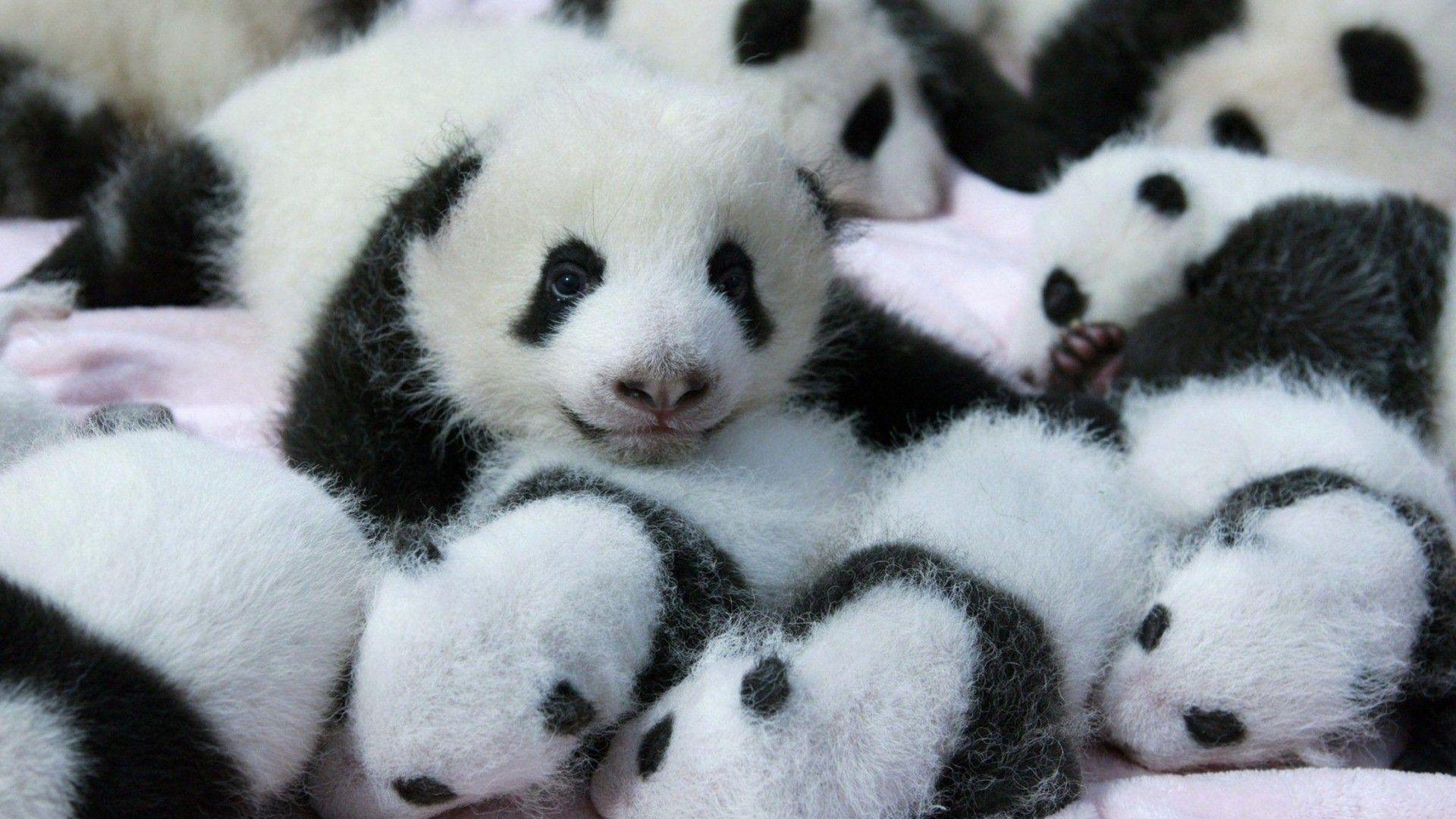 Baby Panda Wallpapers Top Free Baby Panda Backgrounds Wallpaperaccess