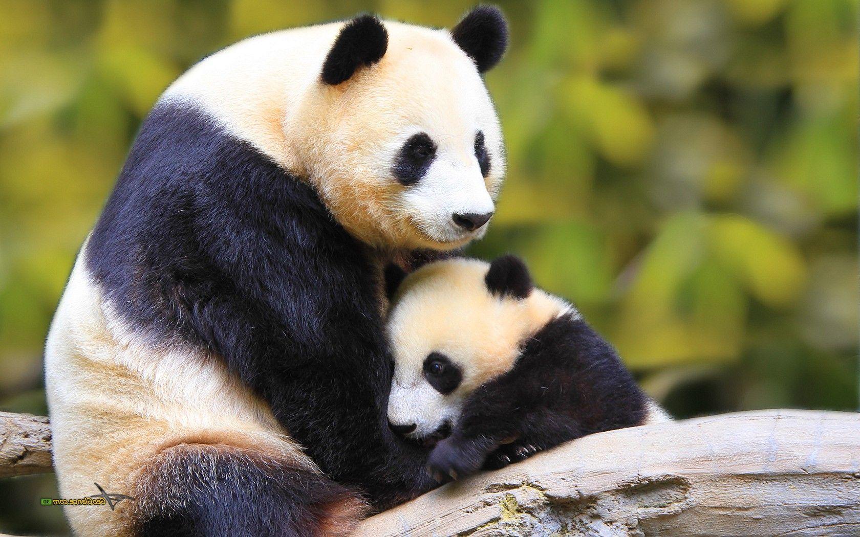 Baby Panda Wallpapers Top Free Baby Panda Backgrounds Wallpaperaccess