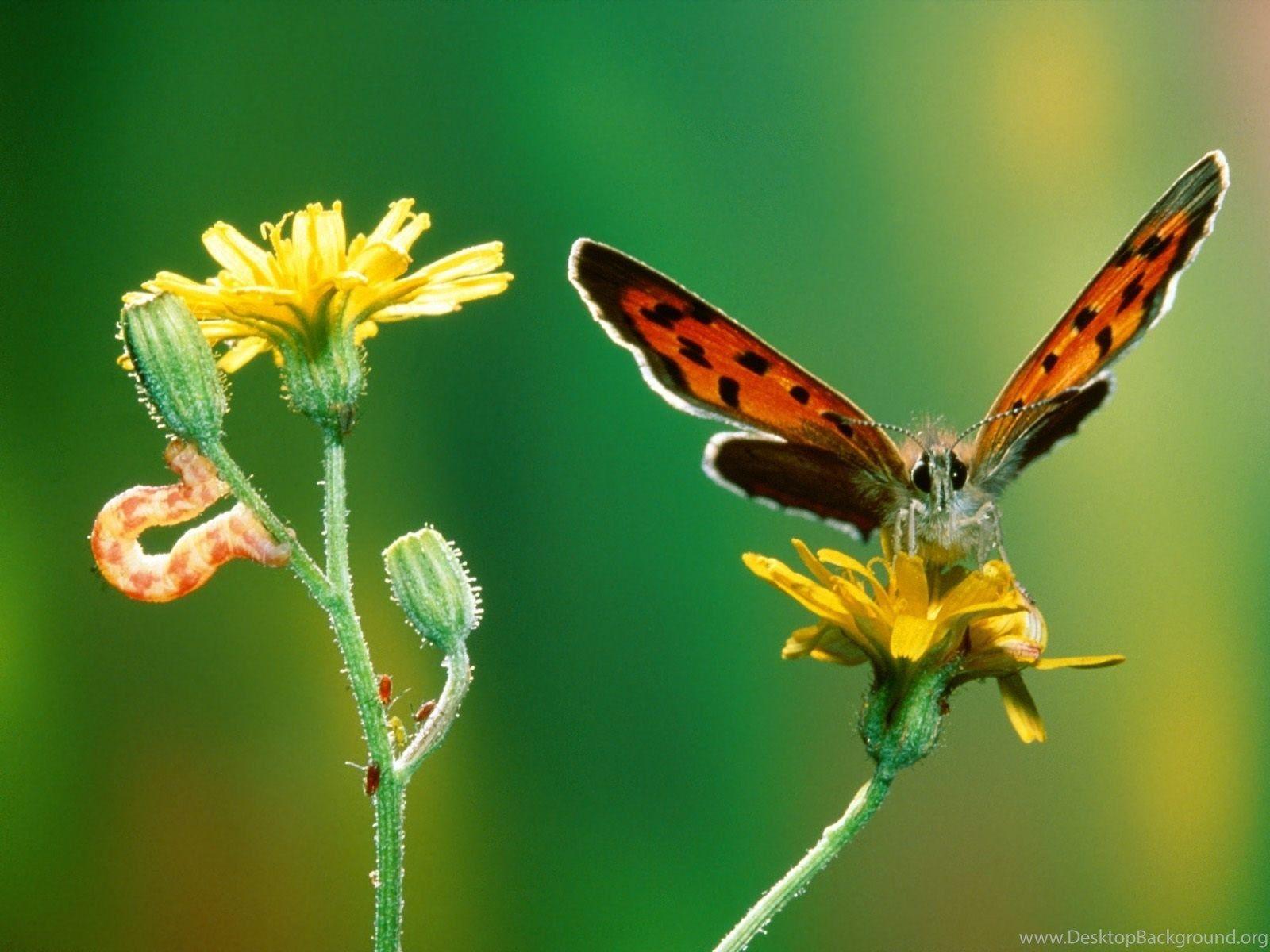1600x1200 Batterfly Marvelous Metamorphosis Wallpaper Animals Wallpaper. Desktop Background