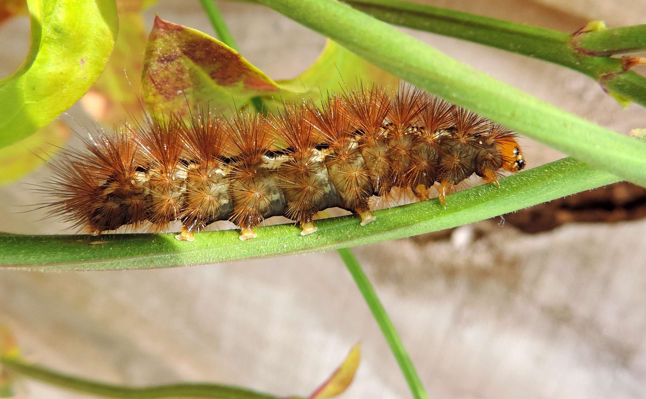 2664x1648 metamorphosis HD wallpaper, background