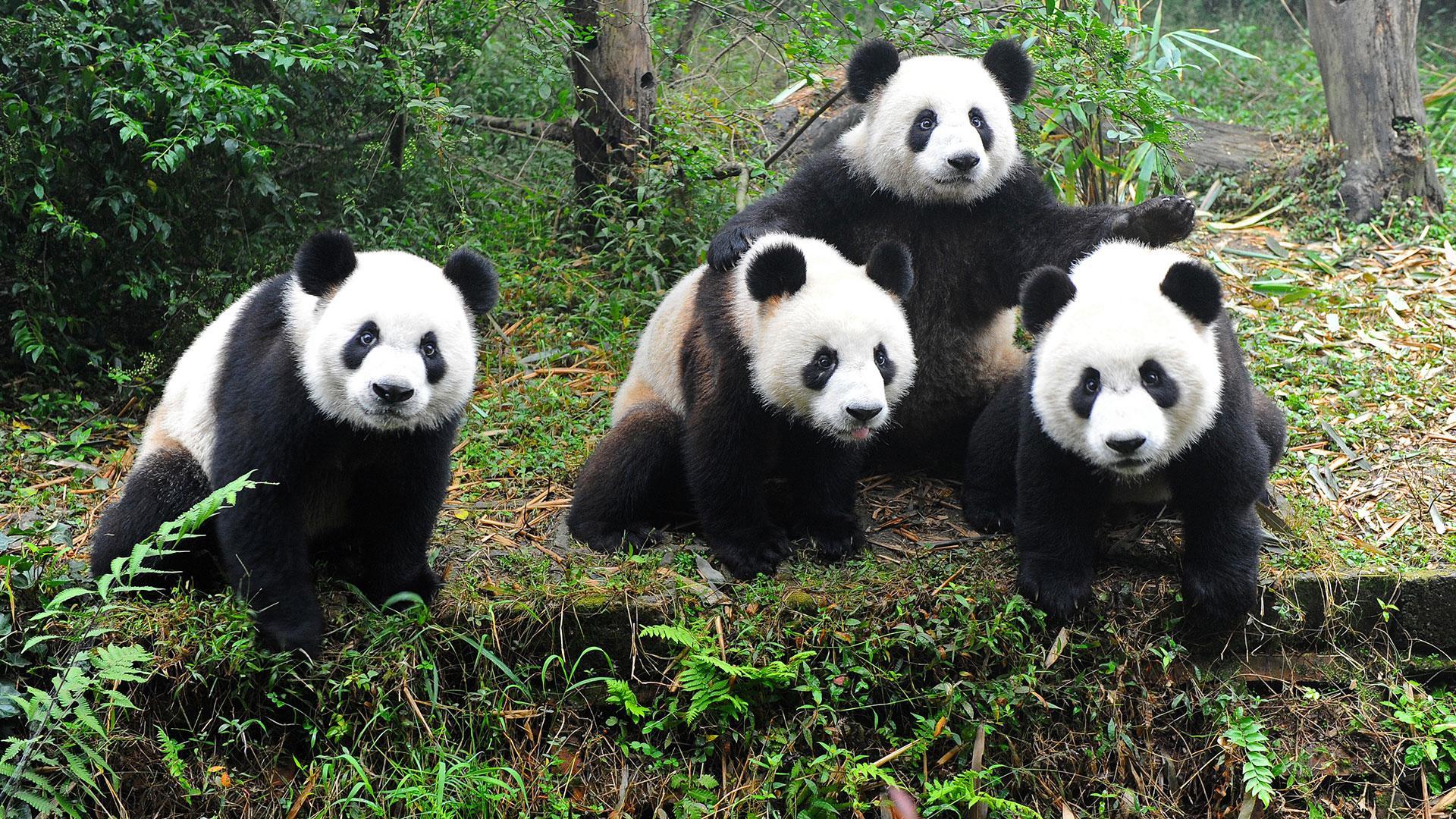 1920x1080 Cute Baby Panda Wallpaper