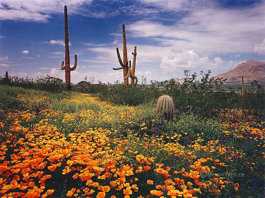 Arizona Desert Springtime