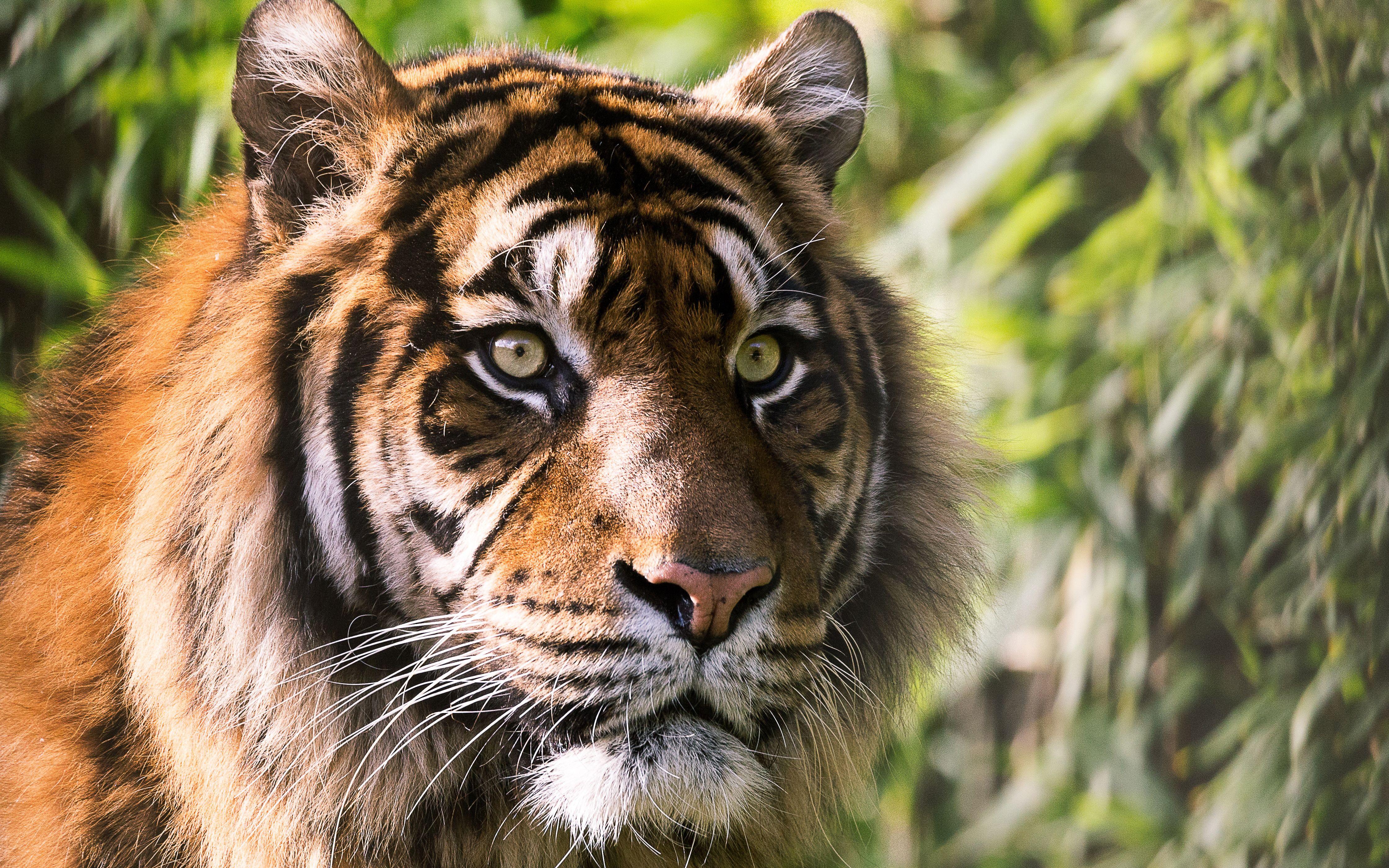 4480x2800 Tiger 4K Wallpaper HD Wallpaper ID 23328 Wallpaper