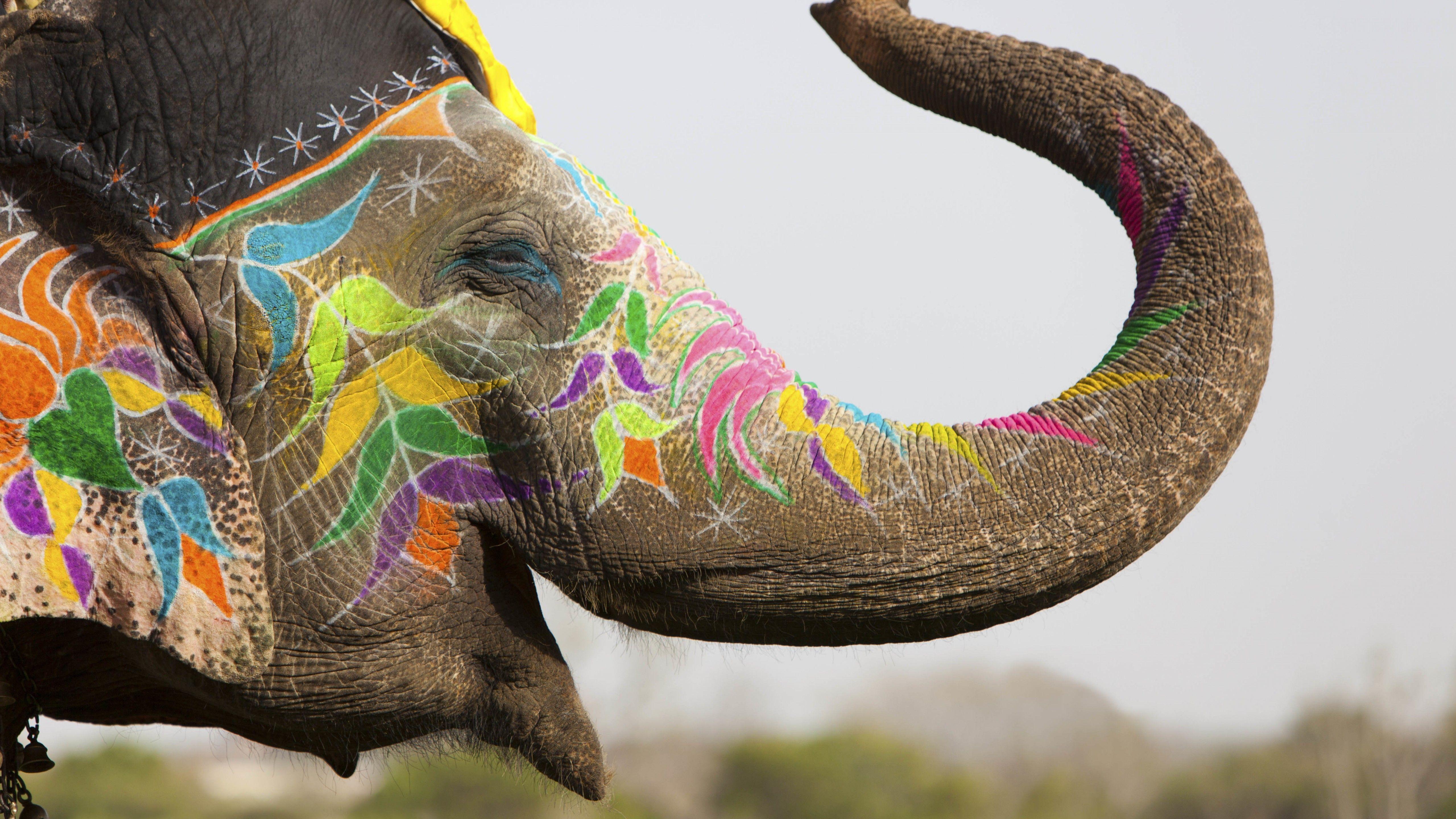 5120x2880 Elephant, Pachyderm, India, Jaipur, Decorations, Colorful Desktop Background HD Wallpaper
