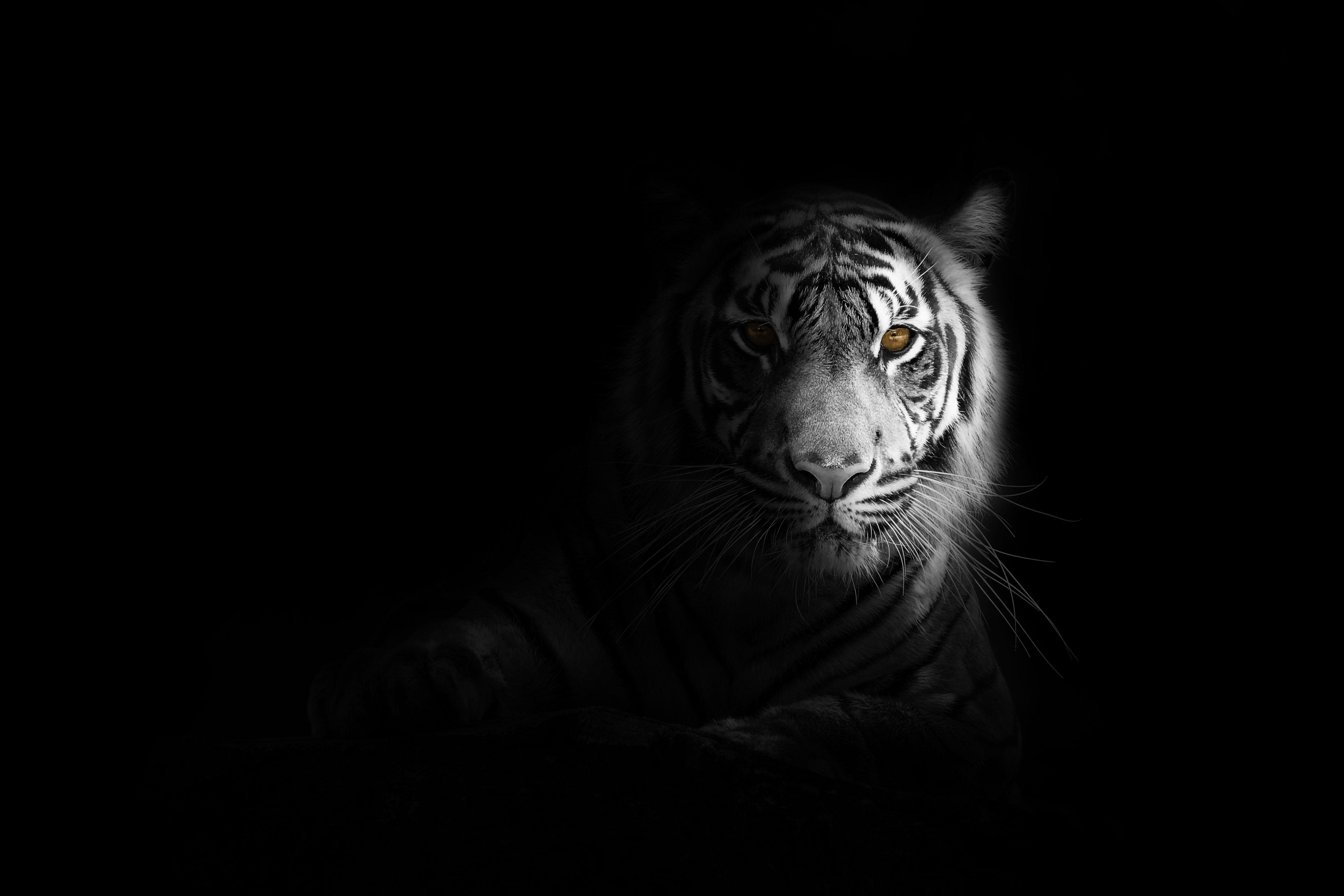 4593x3062 Ultra HD Black Tiger Wallpaper HD