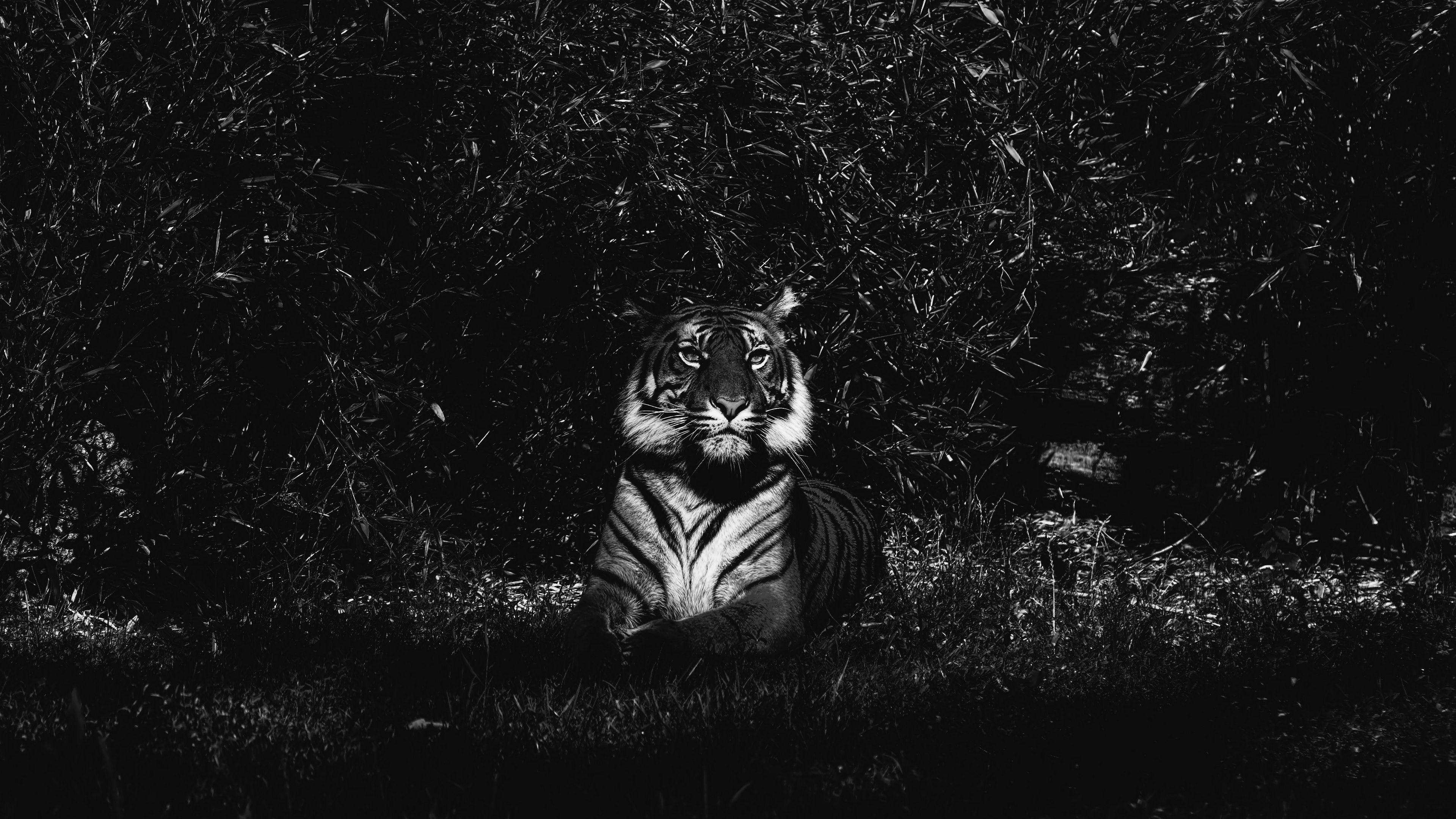3840x2160 Wallpaper 4k tiger, predator, lying, bw 4k Lying, Predator, Tiger