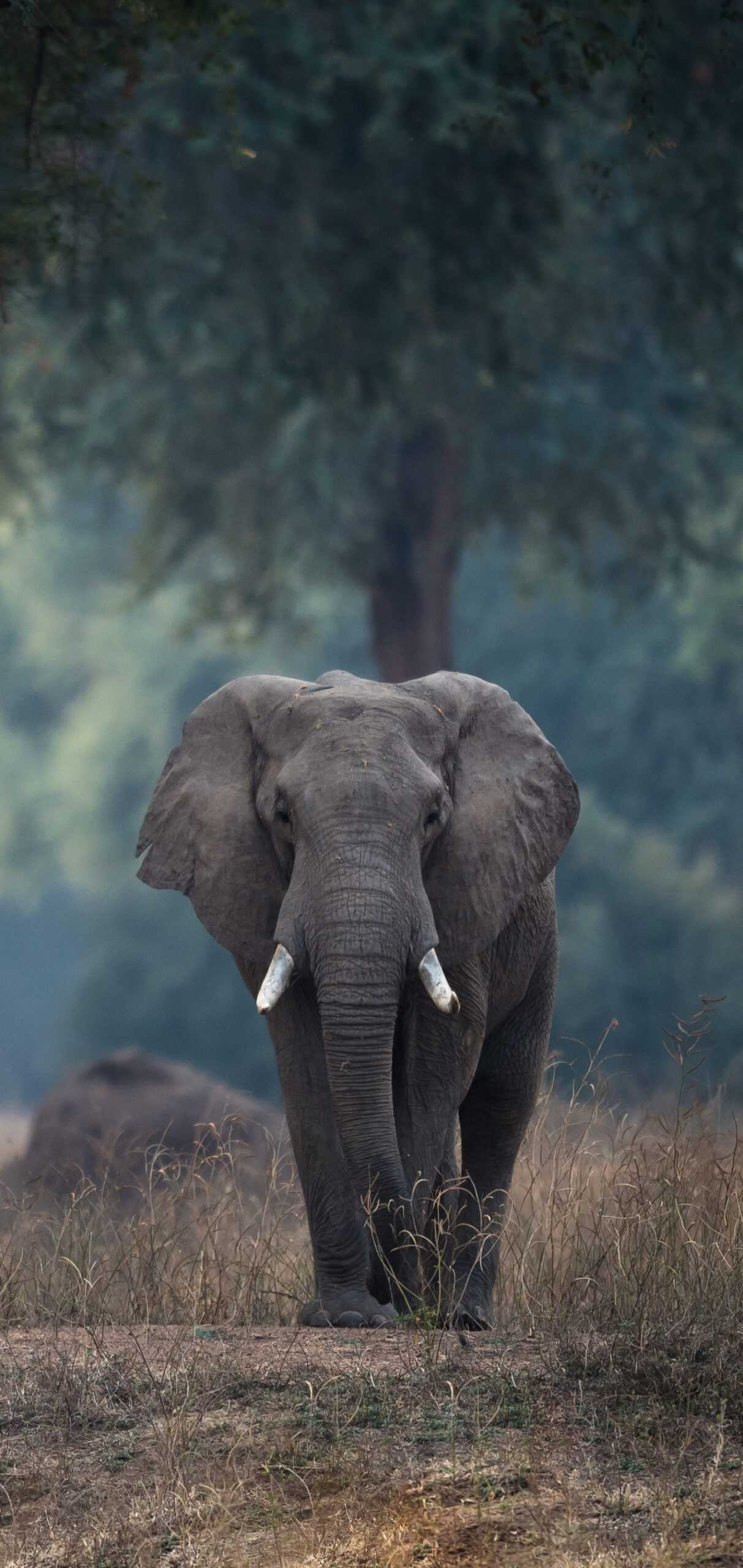 1213x2560 iPhone Elephant Wallpaper Free HD Wallpaper