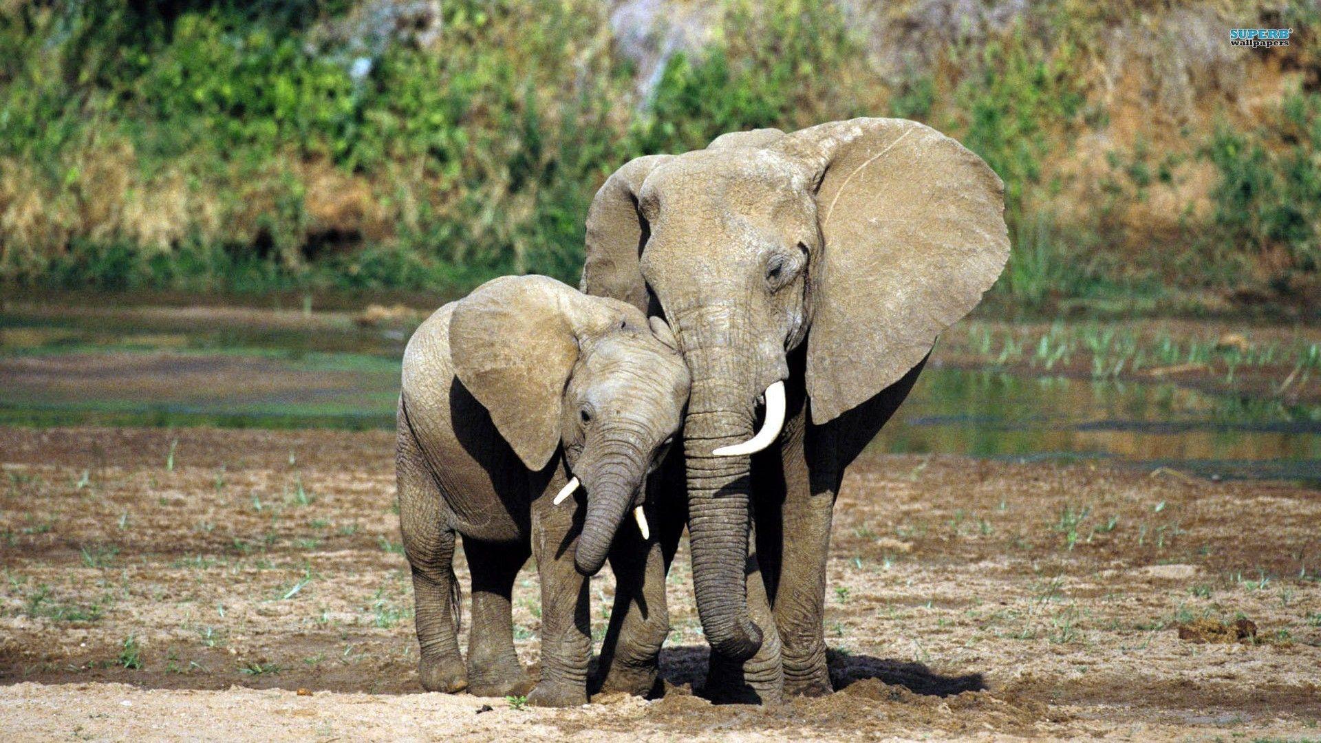 1920x1080 Cute Elephant Wallpaper