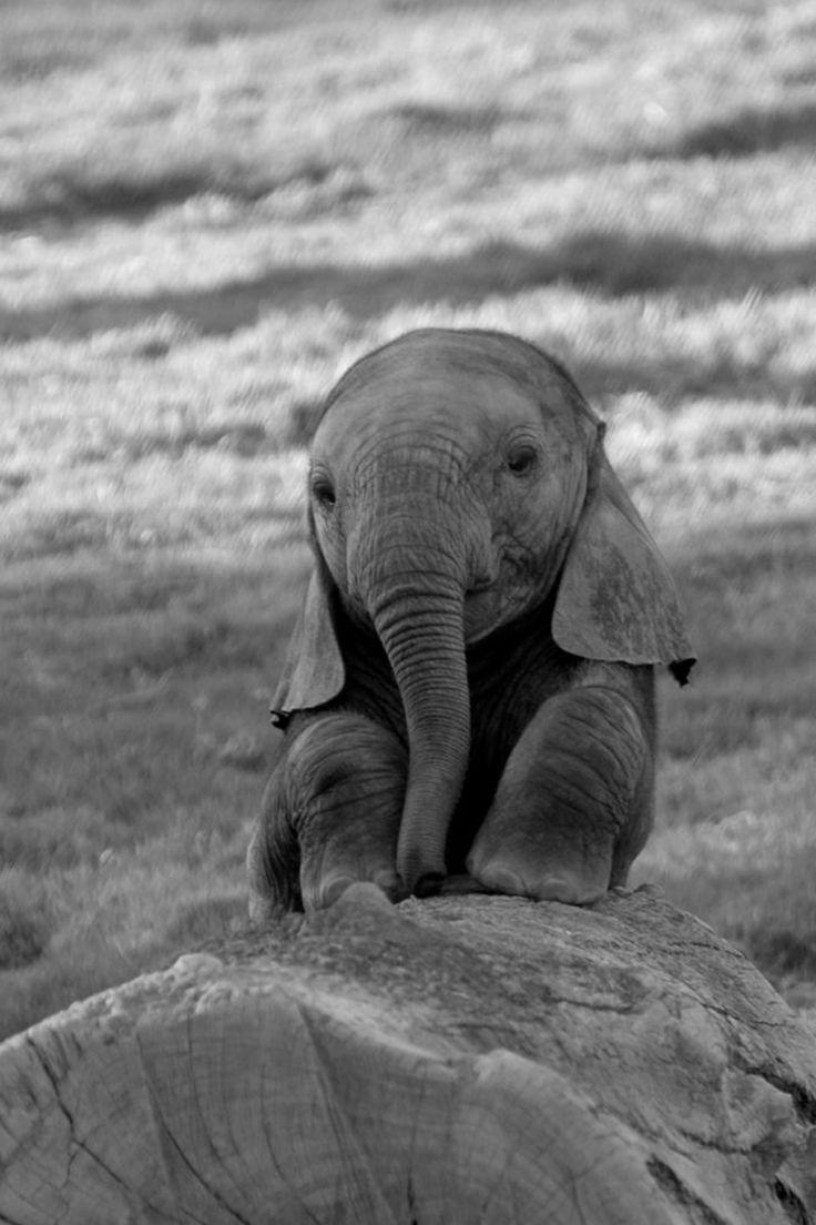 736x1104 Adorable Elephant Wallpaper