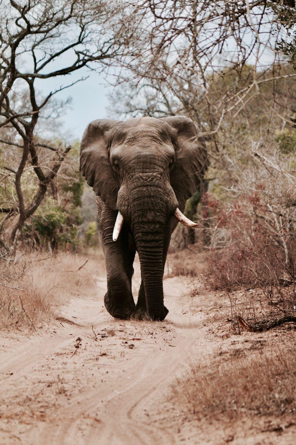 1000x1500 Elephant Wallpaper: Free HD Download [HQ]