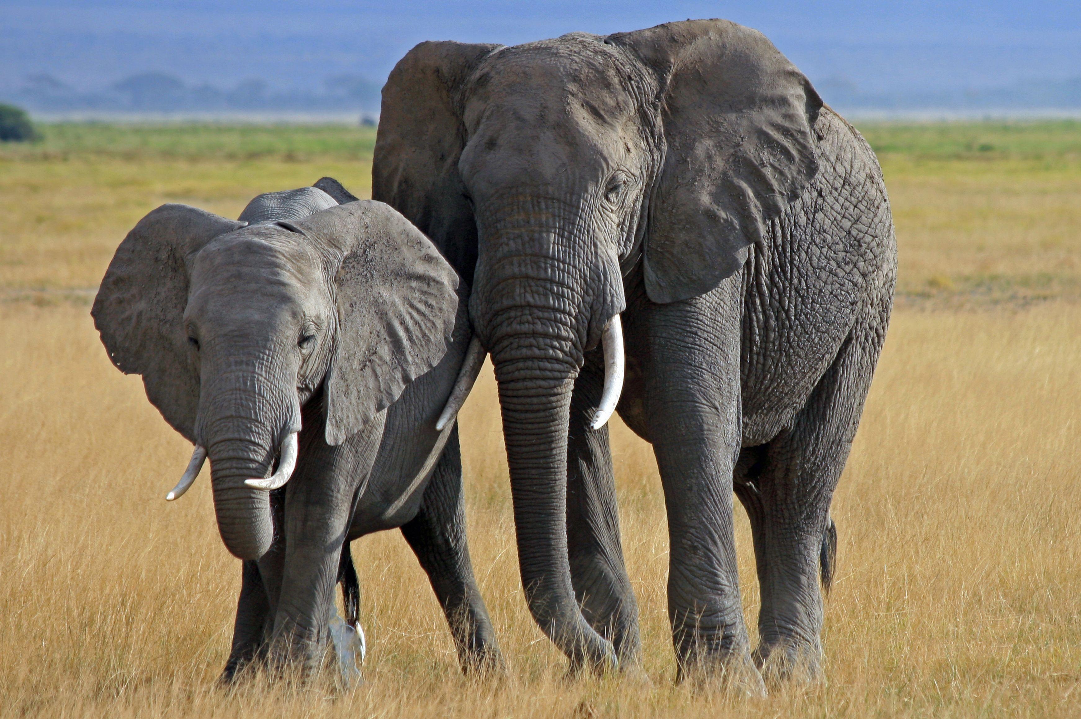 3484x2316 Elephant Computer Wallpaper, Desktop Background Resolution African Elephant