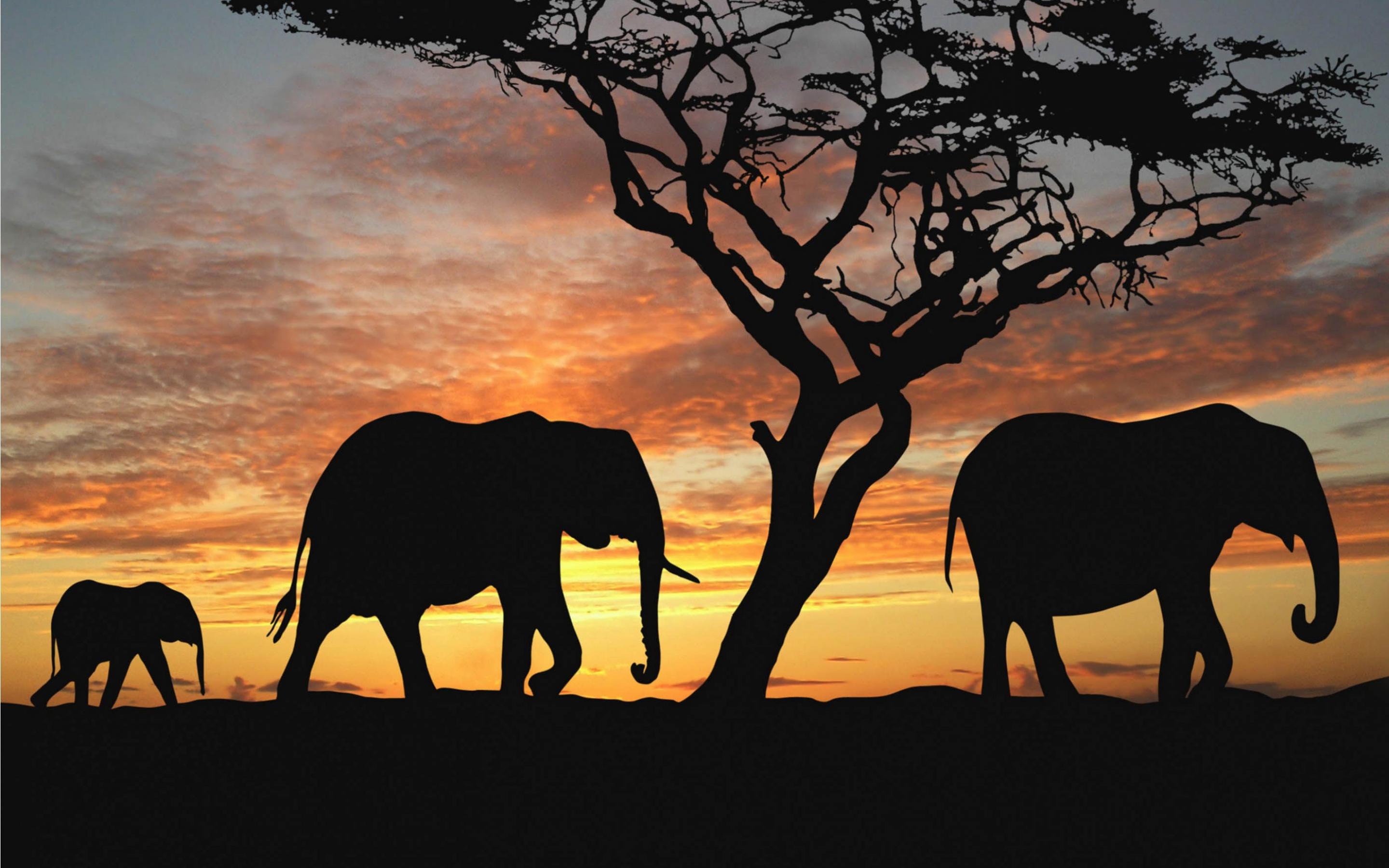 2880x1800 Elephant Wallpaper