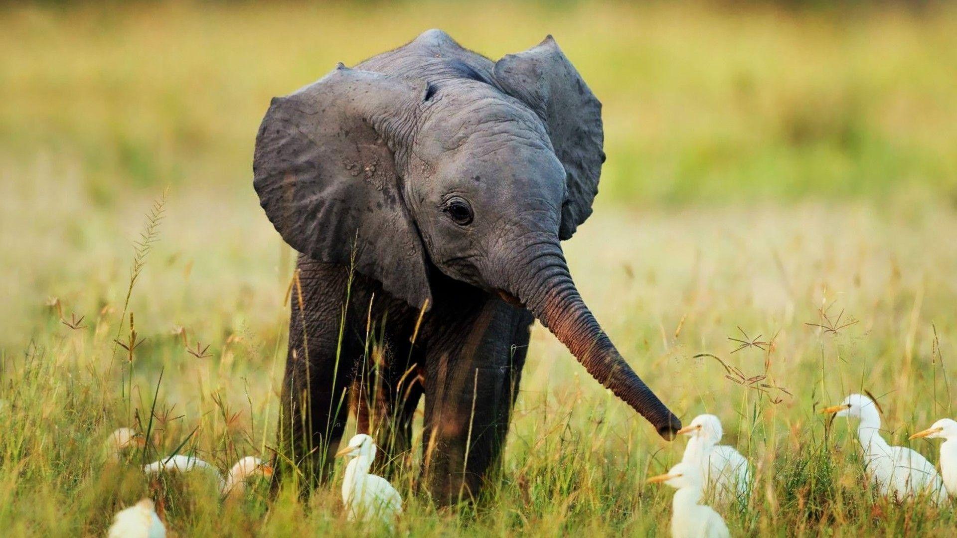 1920x1080 Elephant Wallpaper background picture