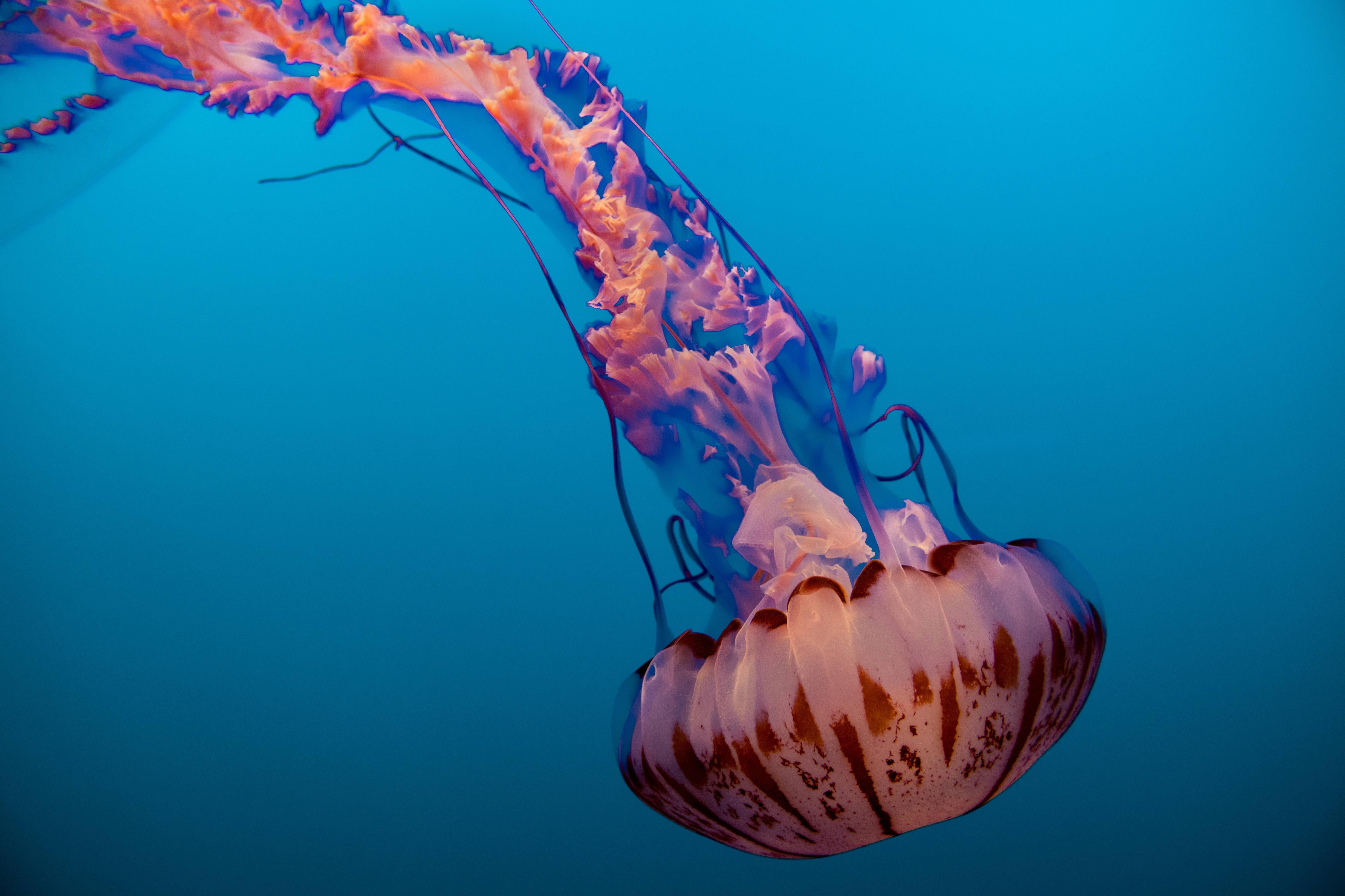 4915x3277 Jellyfish 8192×5461 Monterey Bay Aquarium California Usa