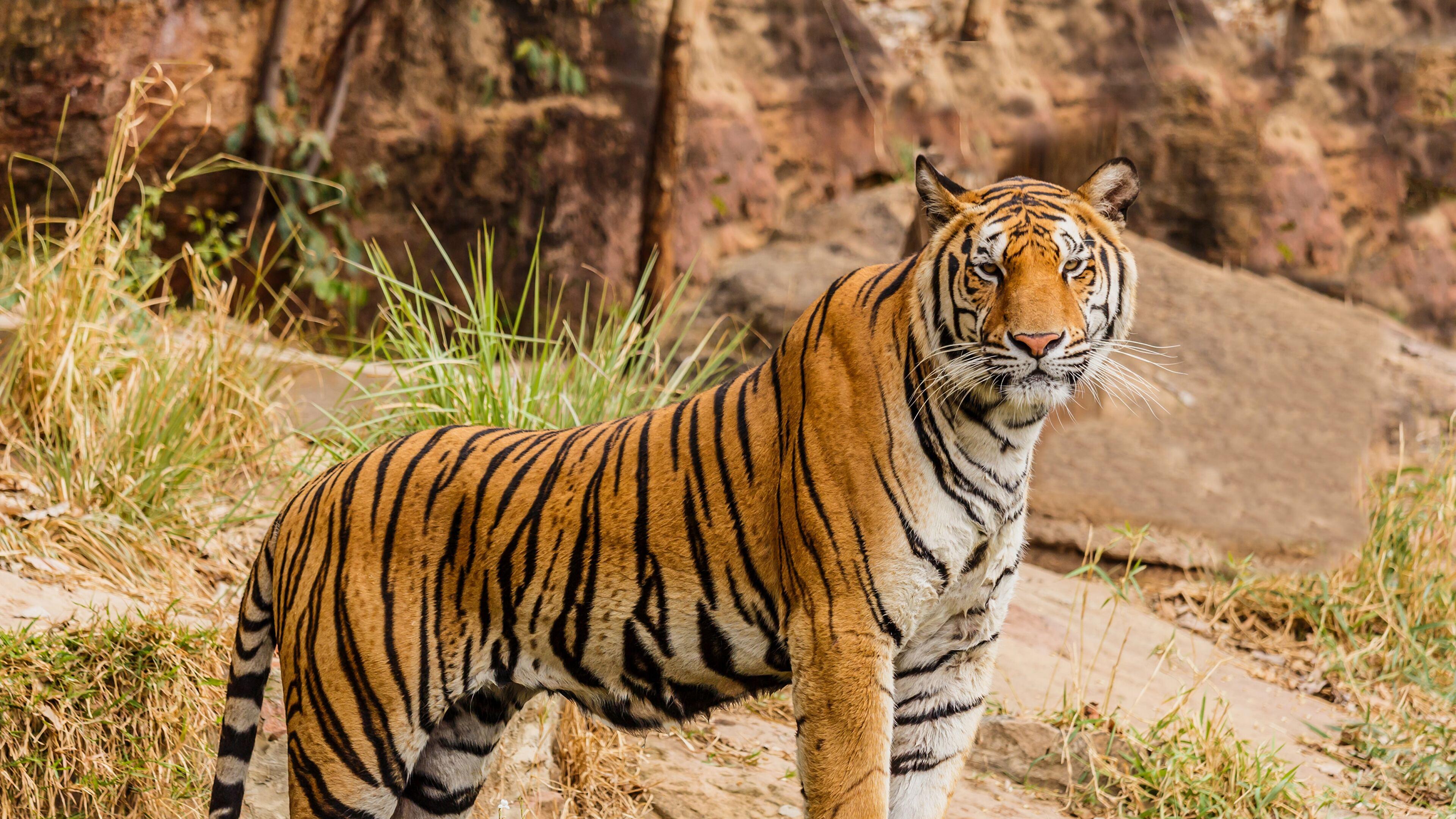 3840x2160 Tiger 4K wallpaper for your desktop or mobile screen free and easy to download