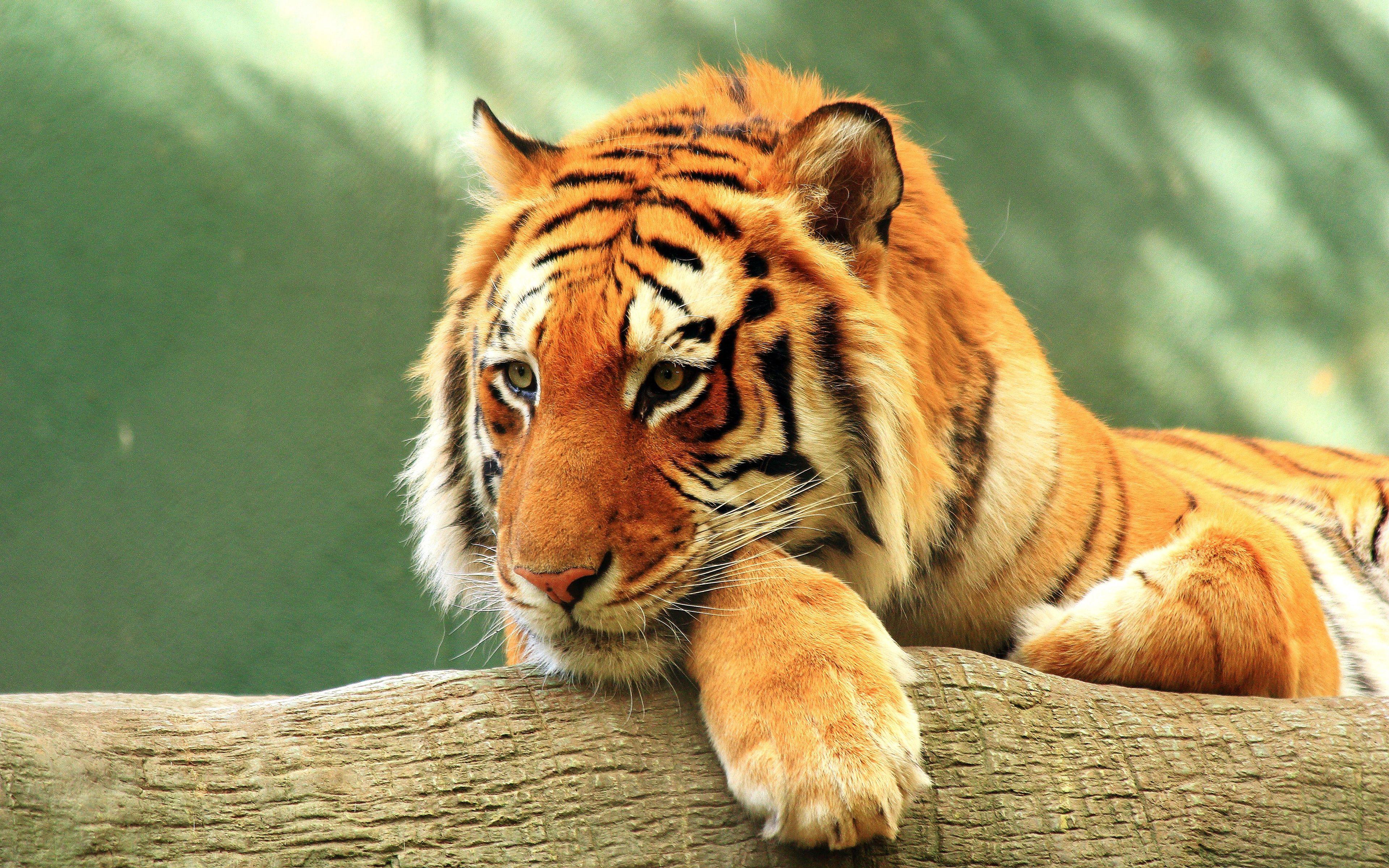 3840x2400 Tiger Image 4K .