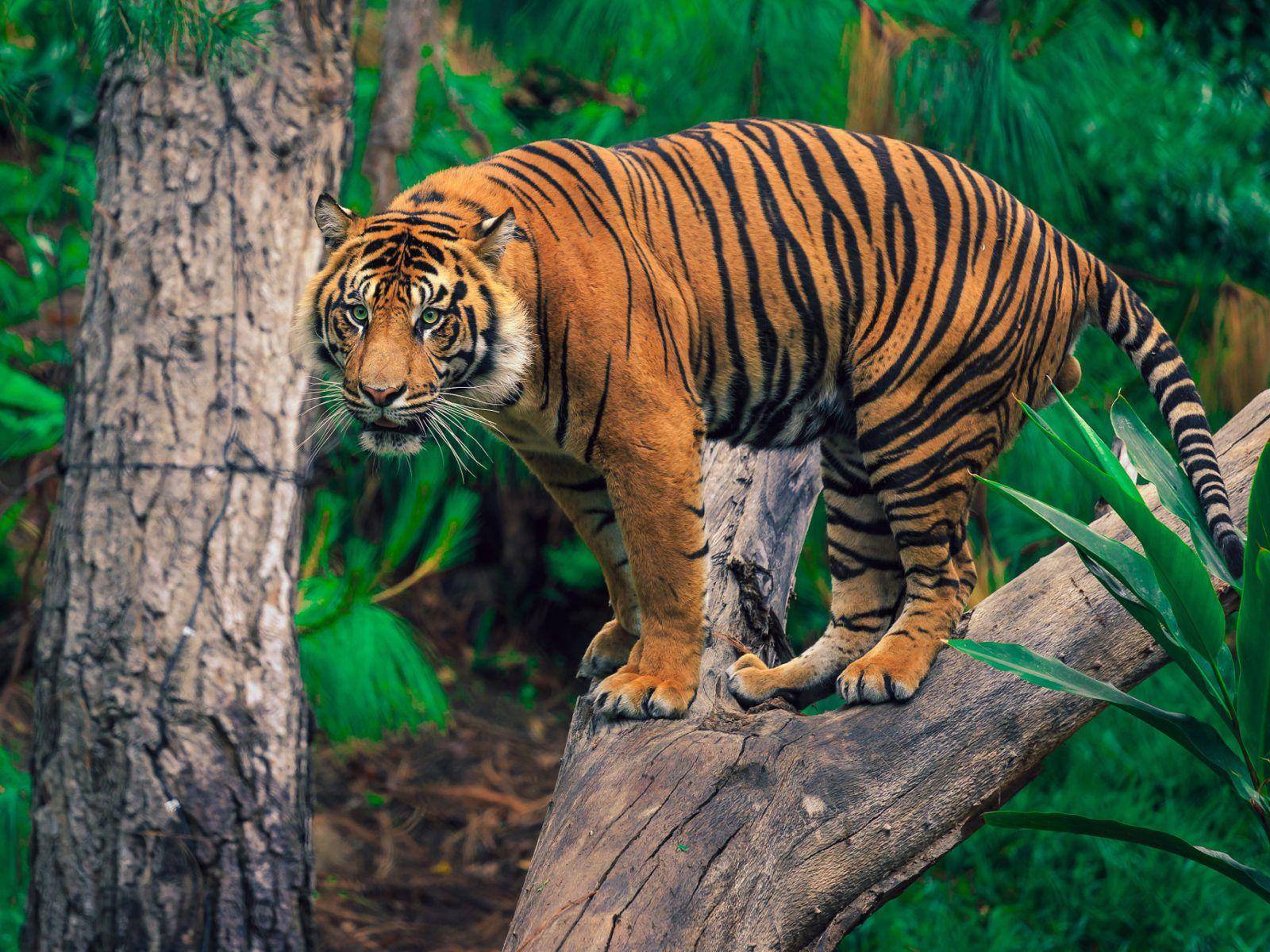1600x1200 Tiger In The Trees 4k Ultra HD Wallpaper For Desktop Laptop Tablet Mobile Phones And Tv 3840x2400 :