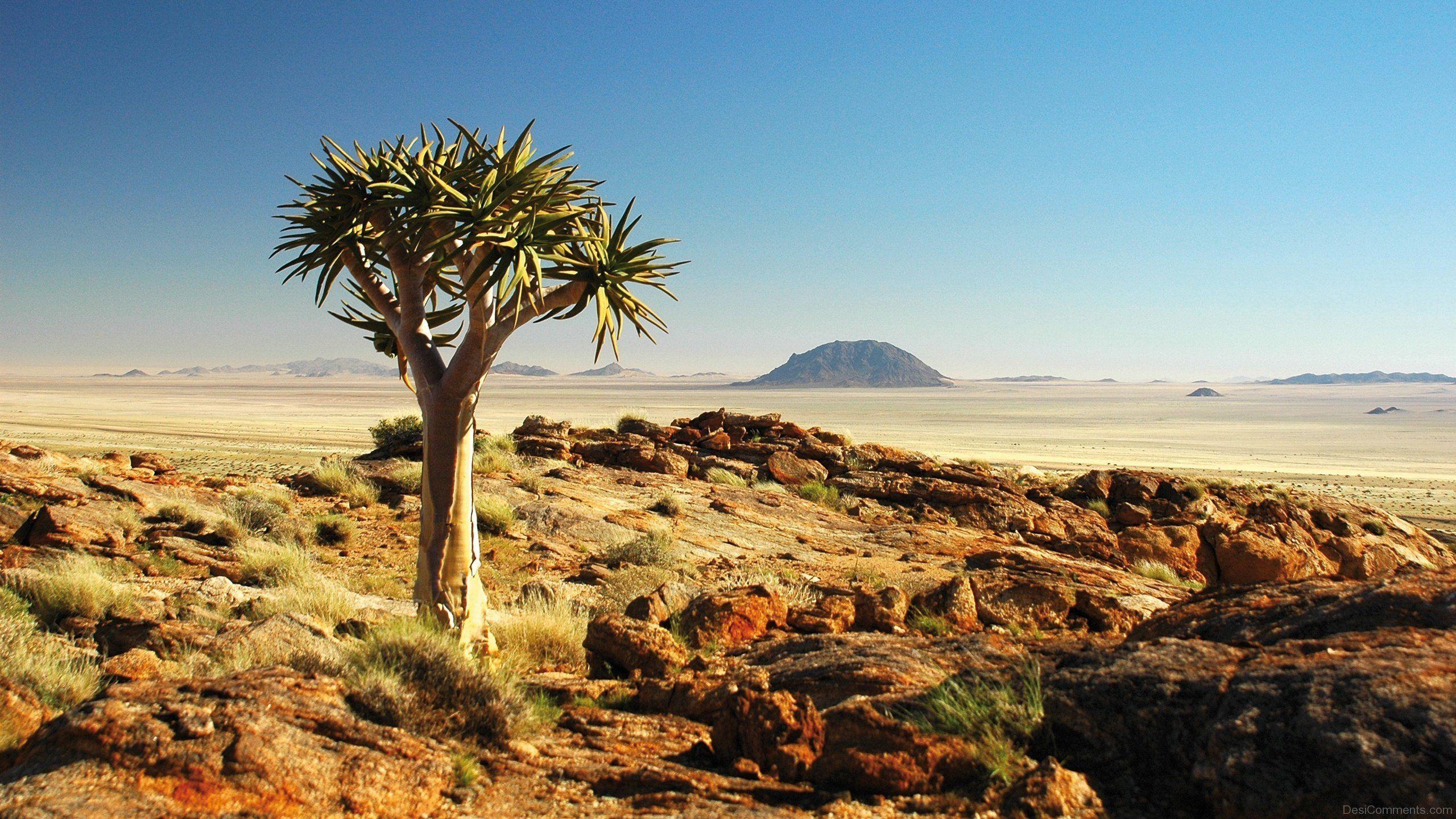 2560x1440 Arizona Desert Wallpaper Group. HD Wallpaper. HD