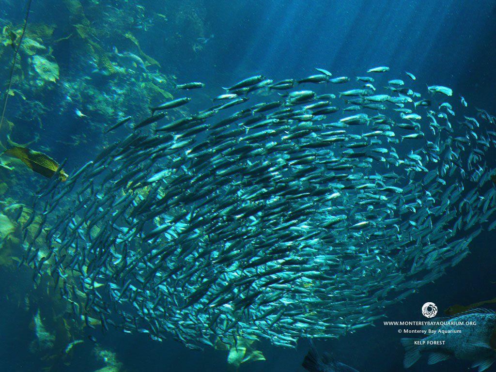 1024x768 Monterey Bay Aquarium Wallpaper