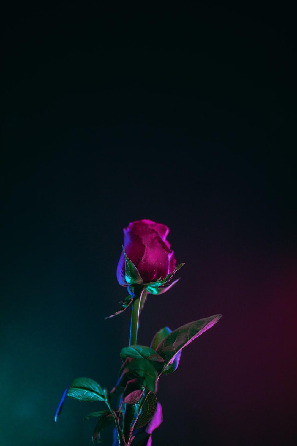 Simple Rose Wallpapers Top Free Simple Rose Backgrounds Wallpaperaccess